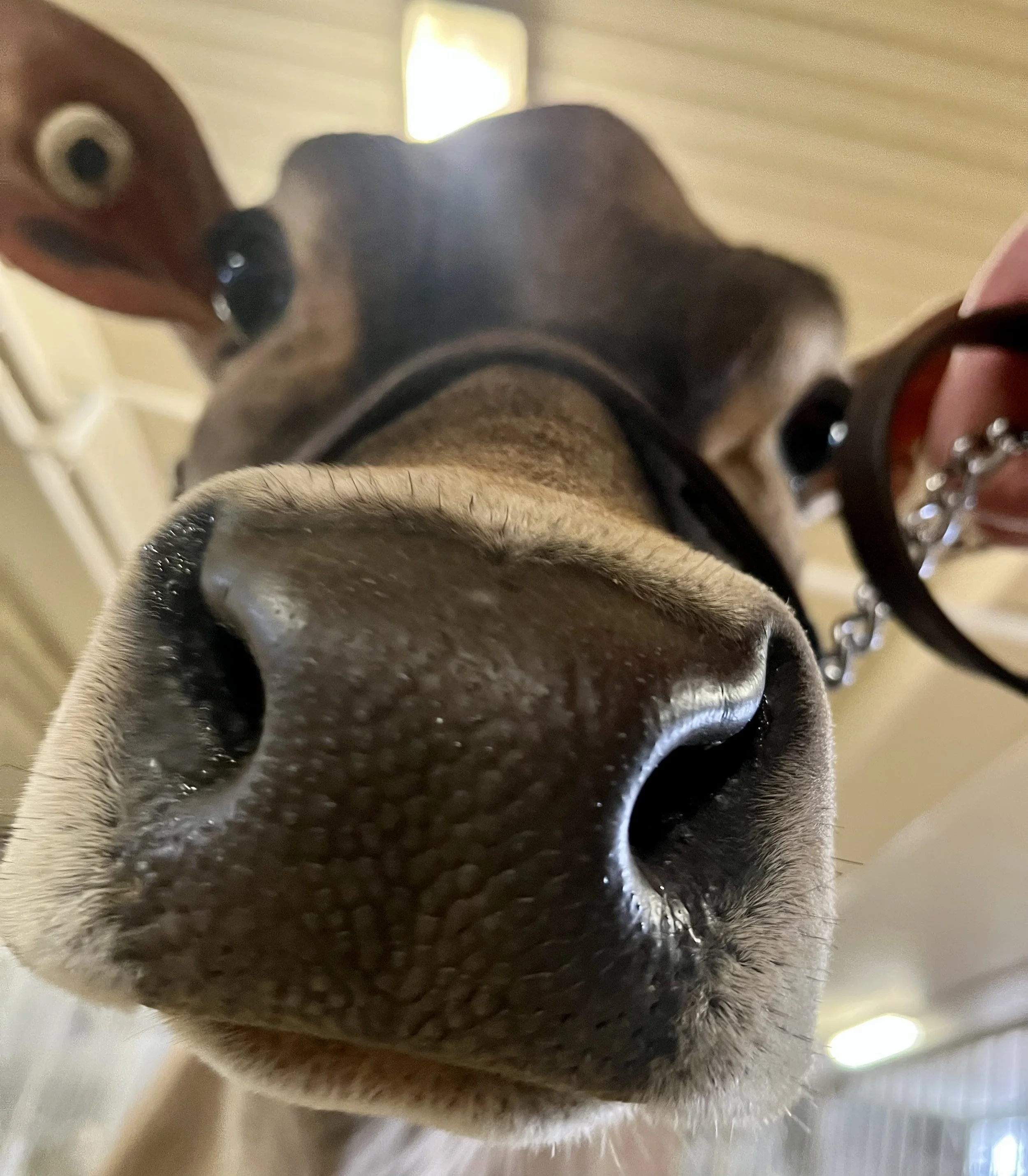 The creatures responsible for most of the cheeses we get to eat every day!