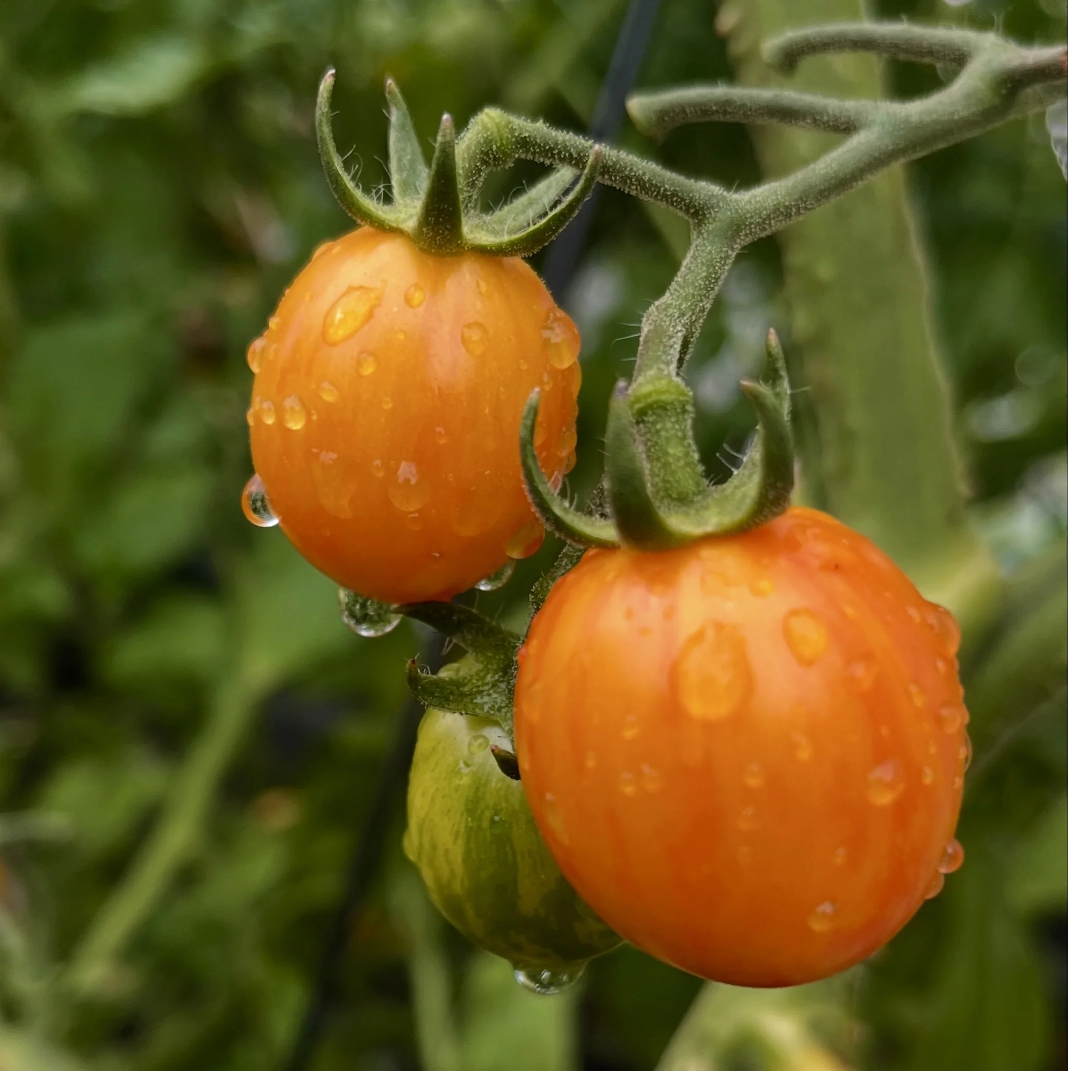 Some joyful fruit found in Mississauga's community gardens, summer 2025