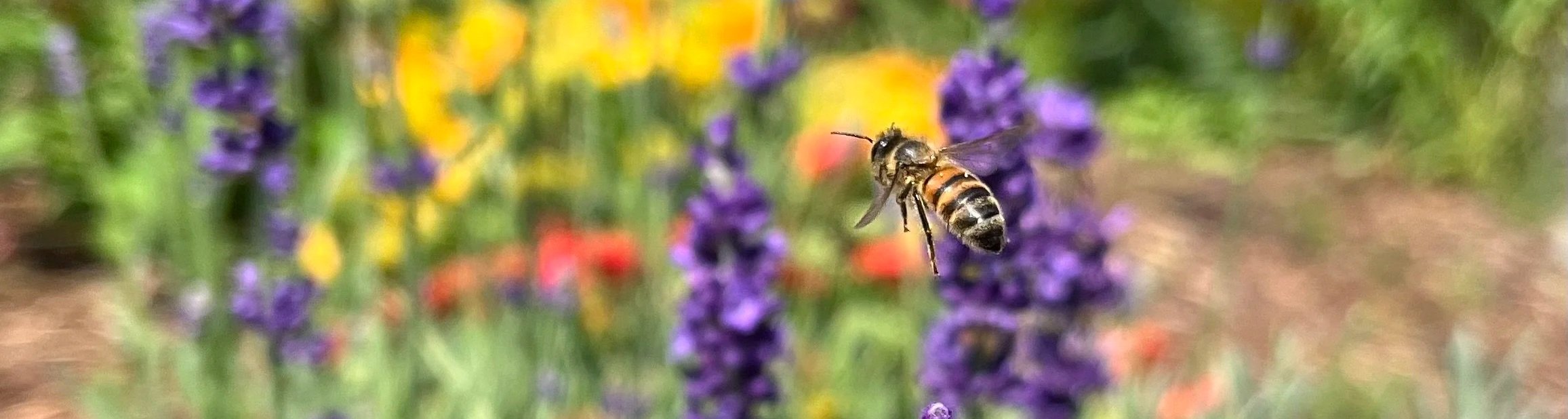 A bee hovering near purple flowers in a colorful garden.