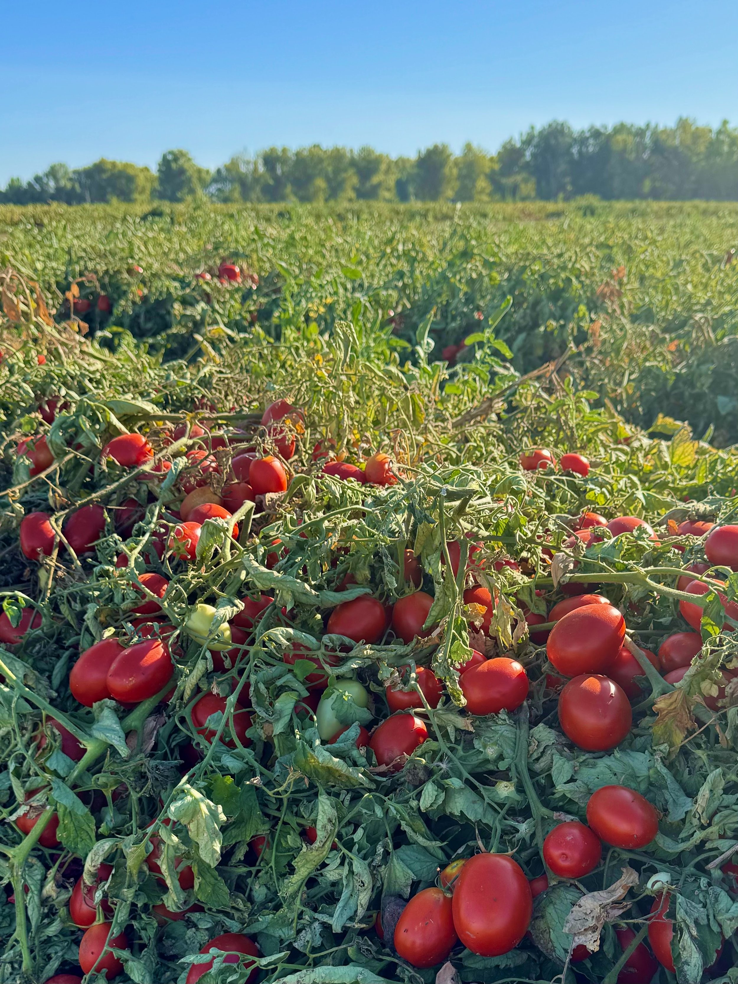 A tomato farm with ripe red tomatoes on the plants and green foliage, under a clear blue sky.
