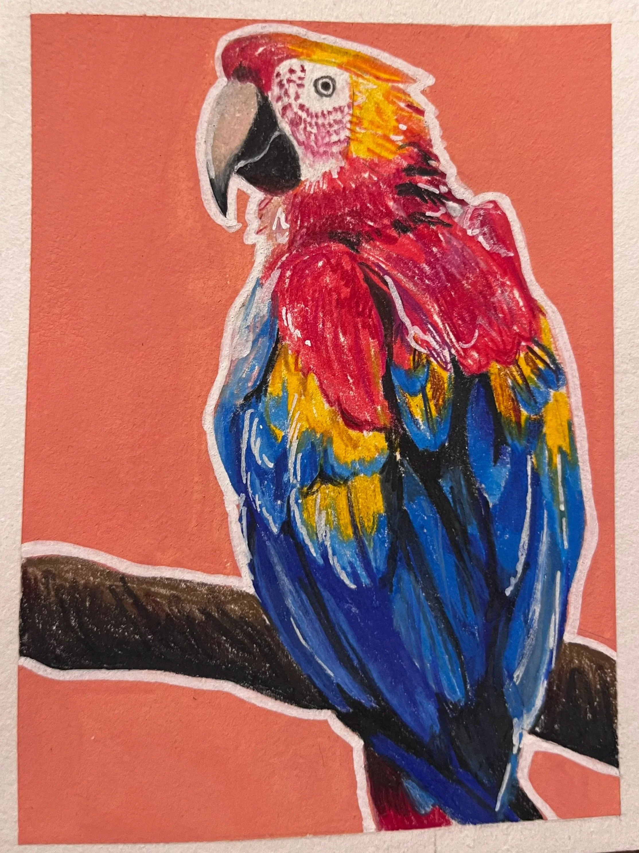 Parrot / Colored Pencil and Gouache 