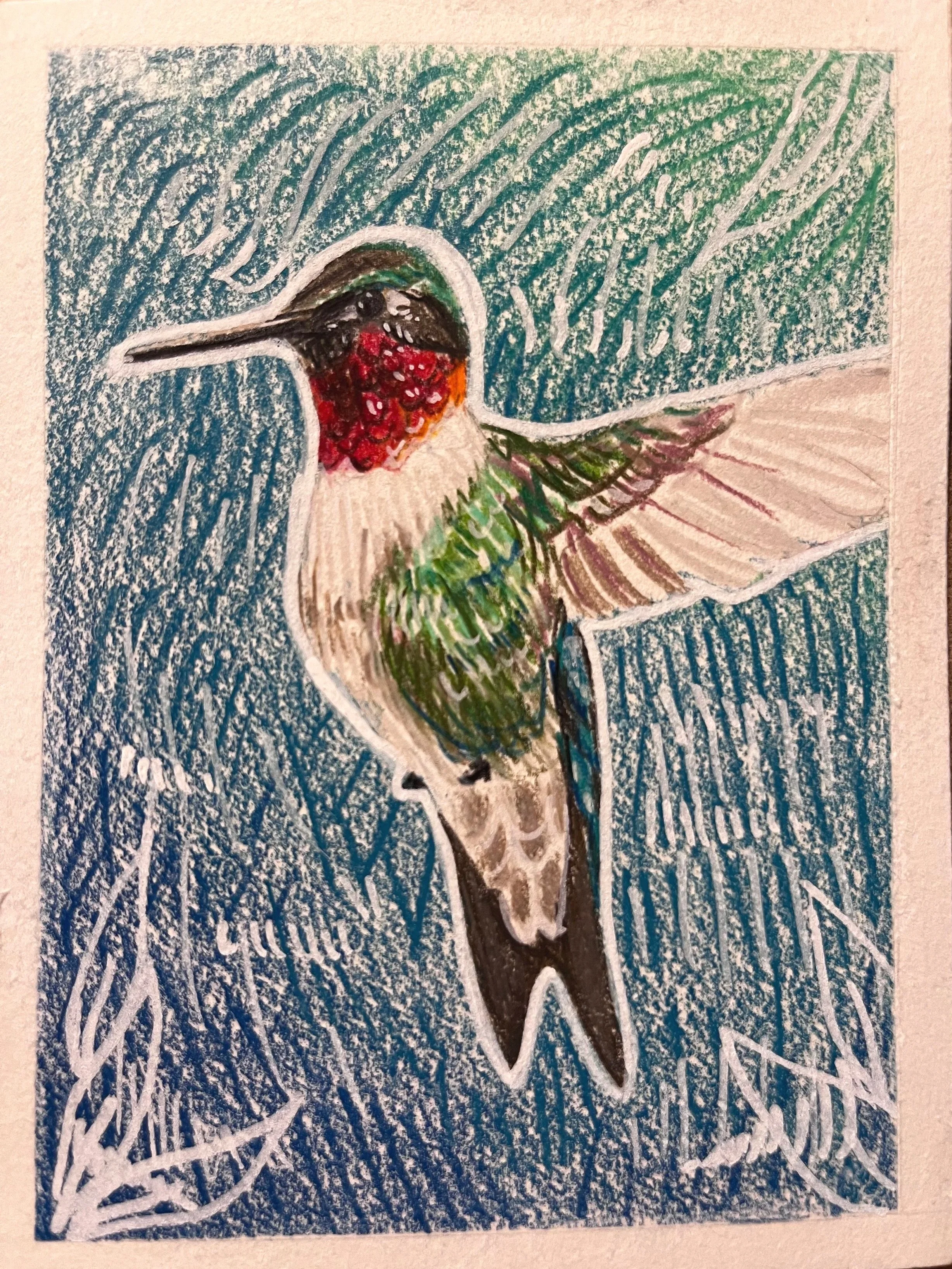 Ruby Throated Hummingbird / Colored Pencil 