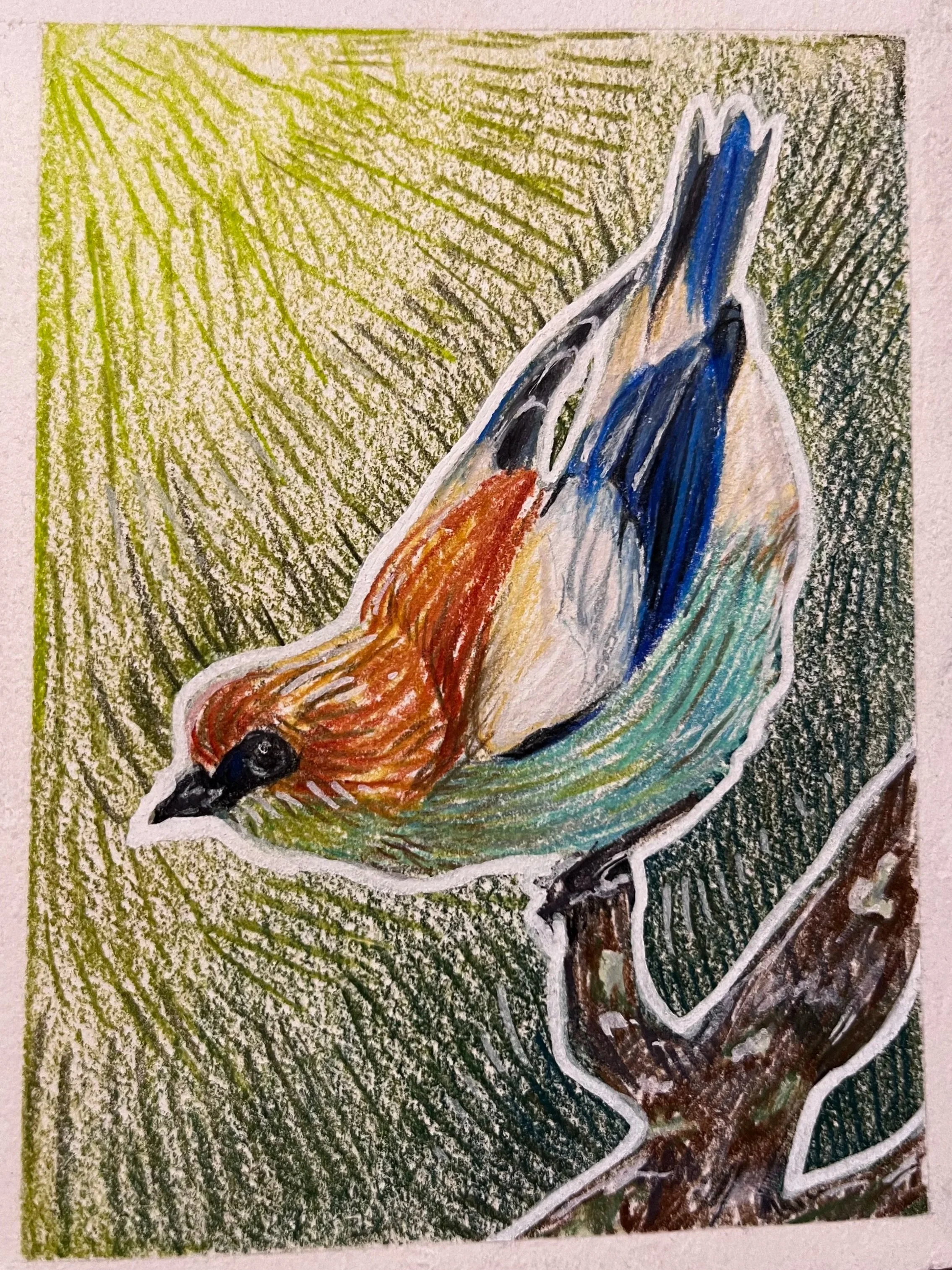 Chestnut Backed Tanager / Colored Pencil 