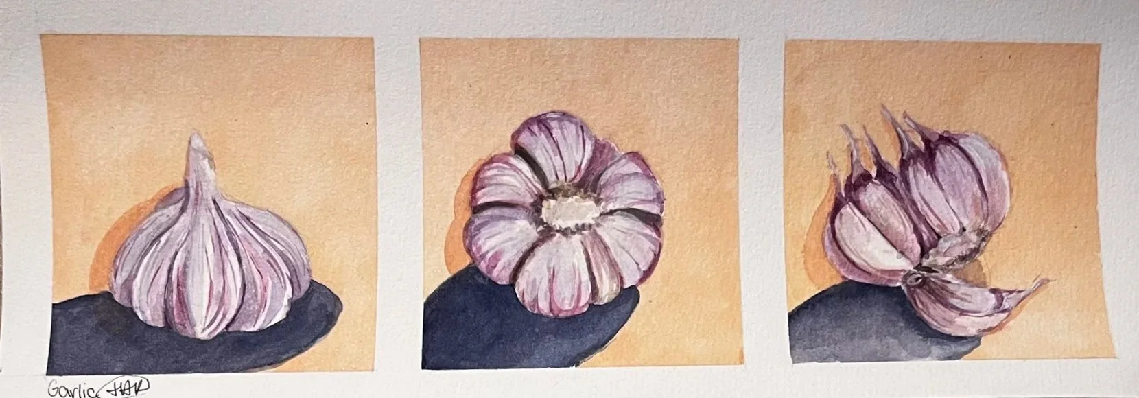 Garlic Triptych / Watercolor