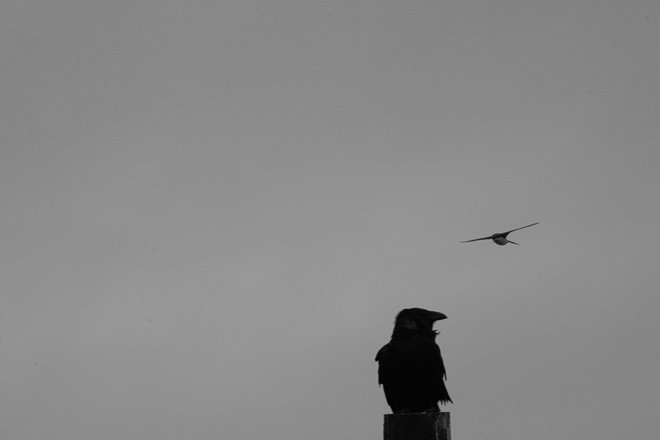 Crow attacked by a swallow