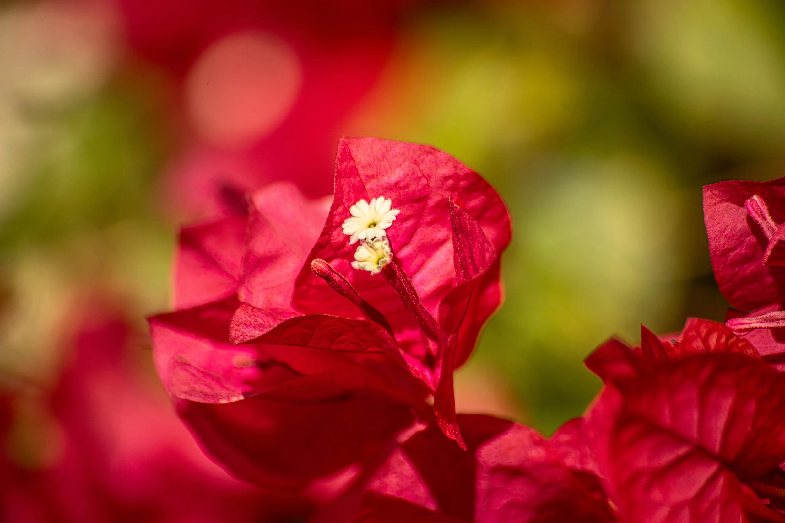 _A7R4727-2.jpg