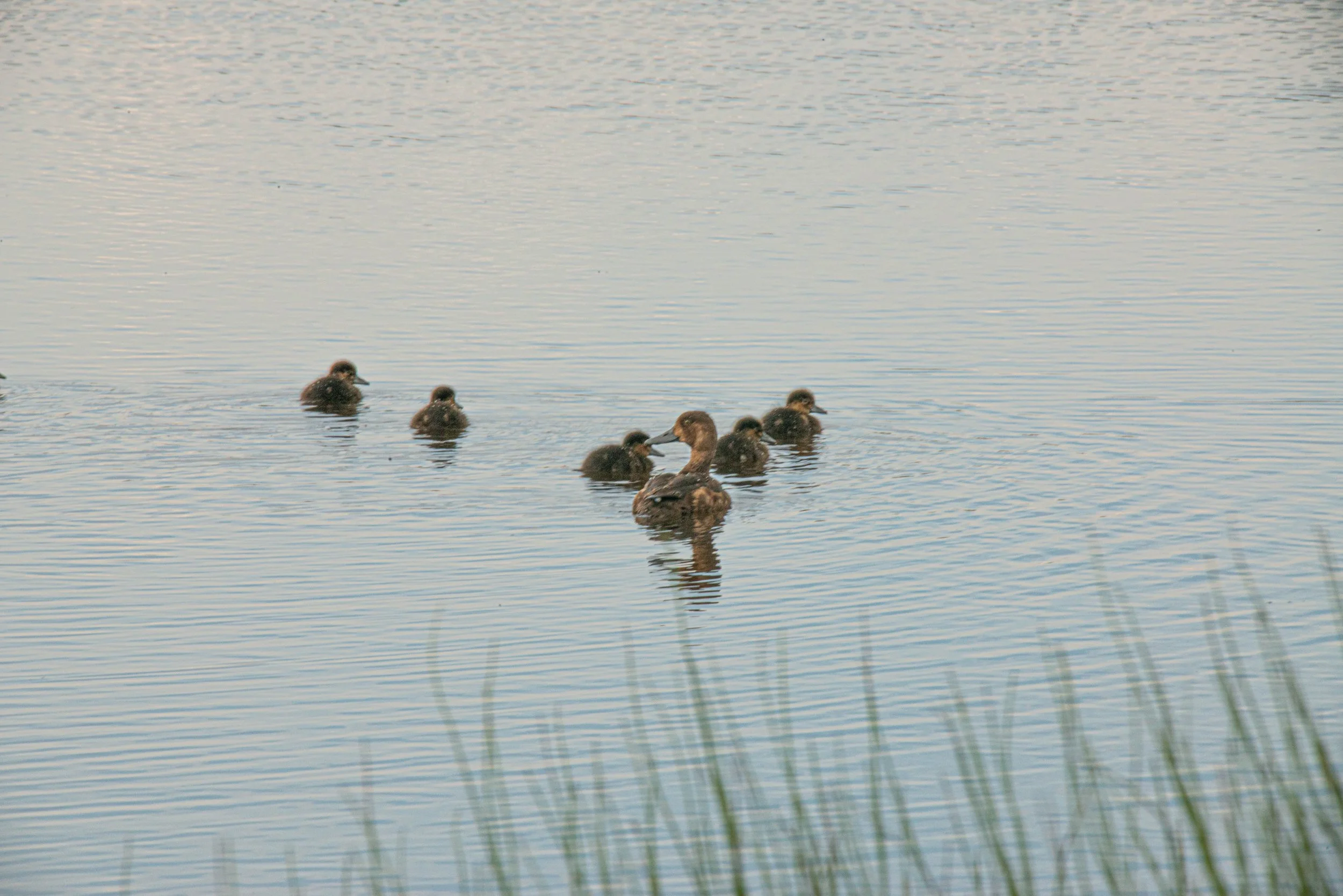 D8C_1162.jpg