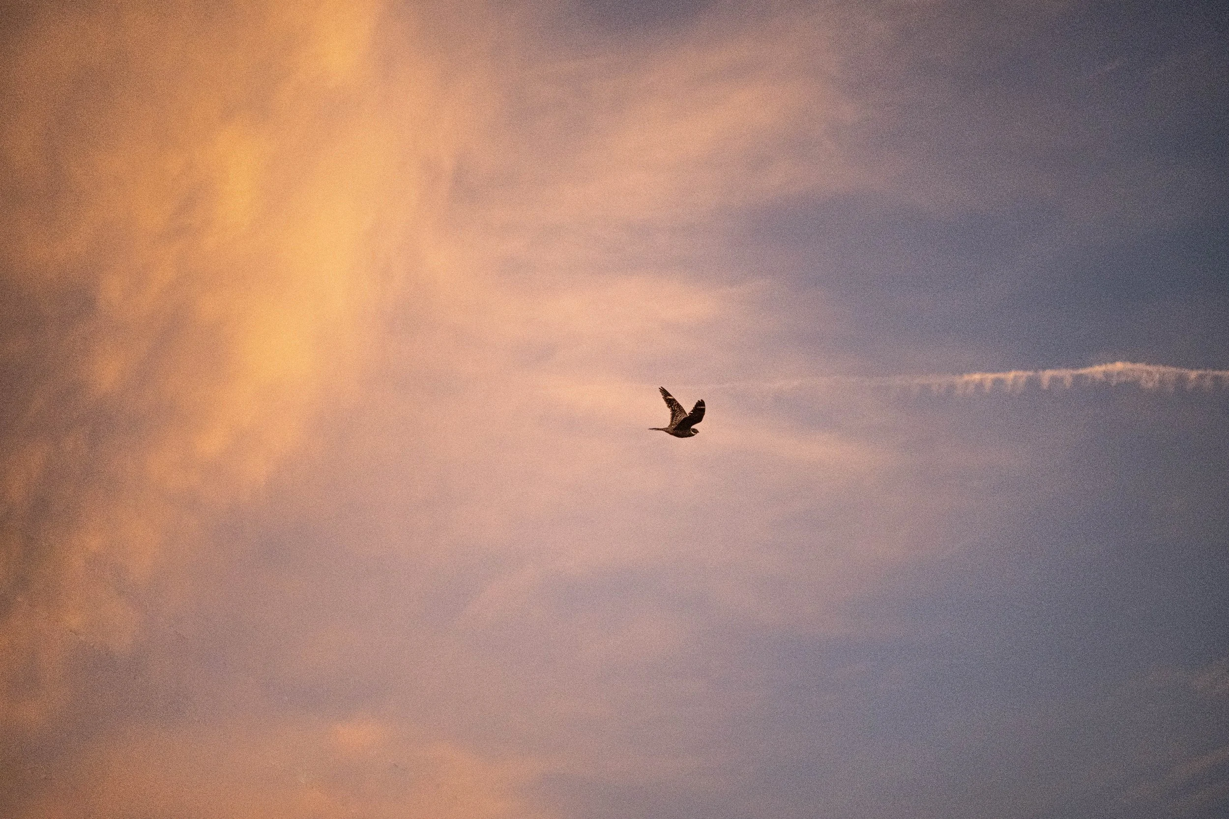 _DSC9852.jpg