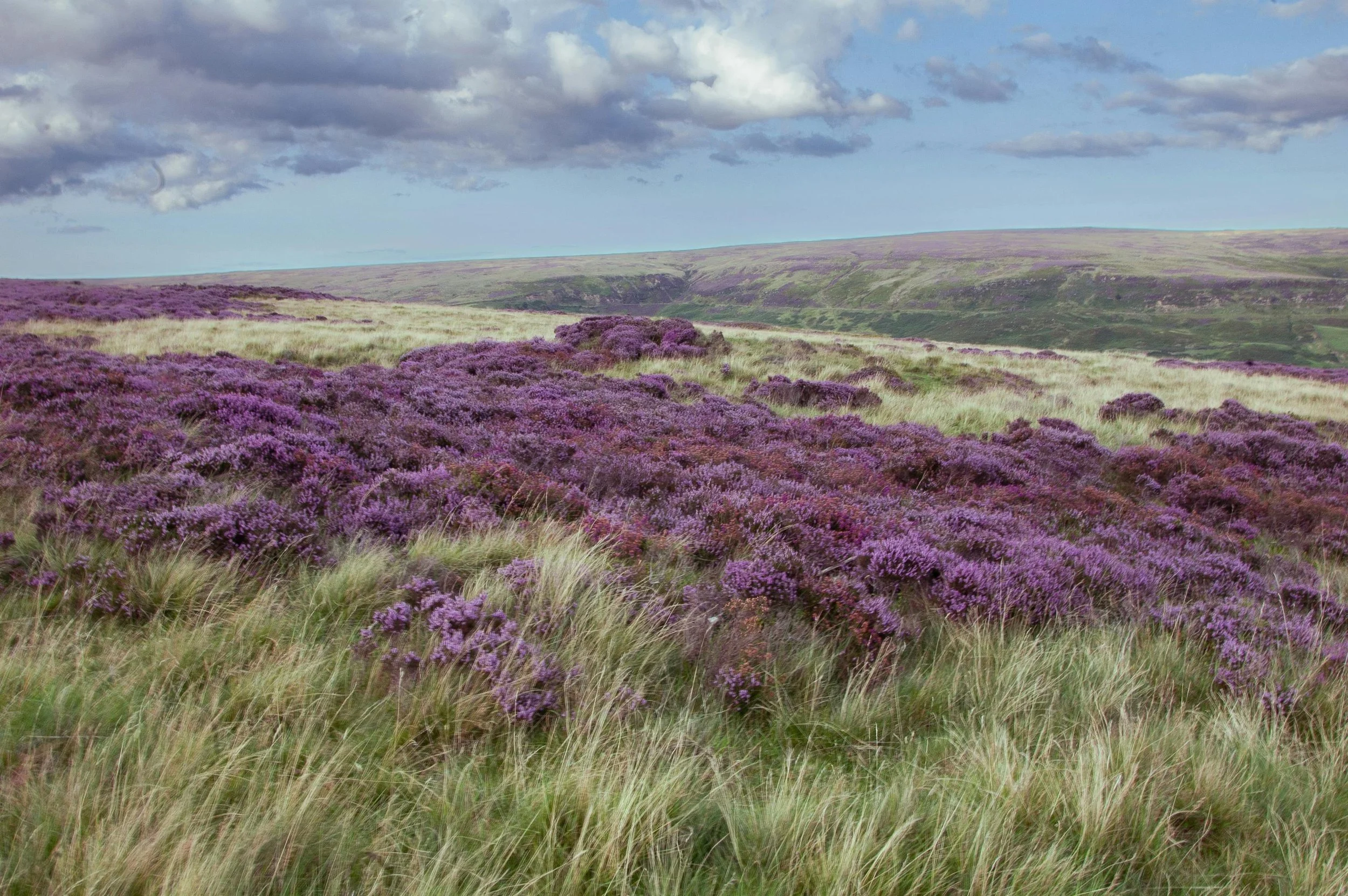 A field of purple heather flowers covering rolling green hills under a partly cloudy sky.