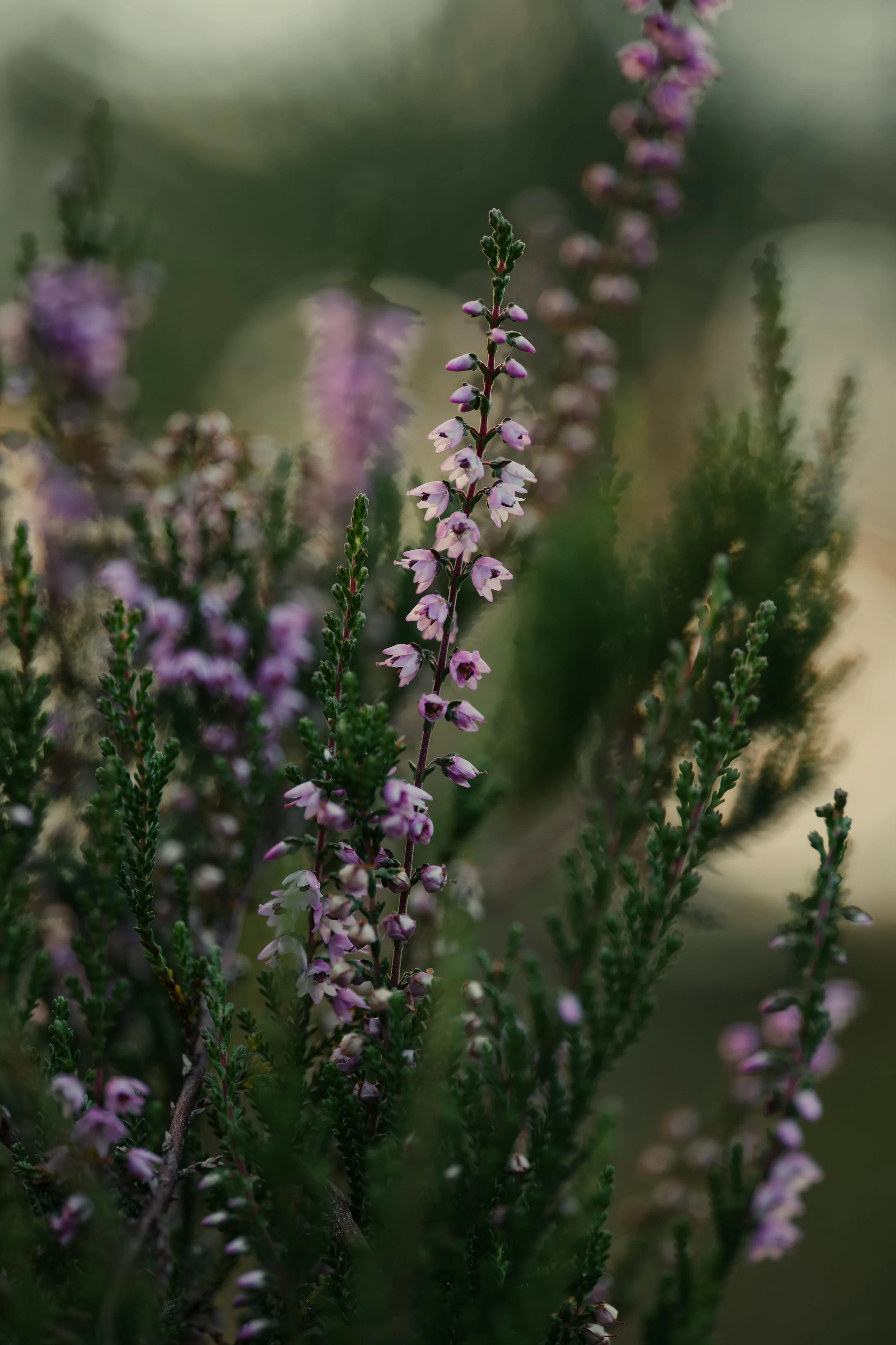 Close-up of a purple flowering plant, possibly lavender or thyme, with small blossoms and green foliage, blurred background.