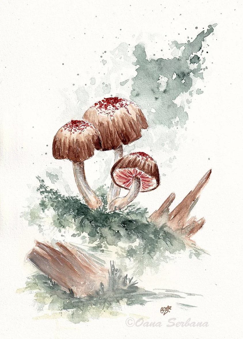 Autumn mushrooms lr.jpg