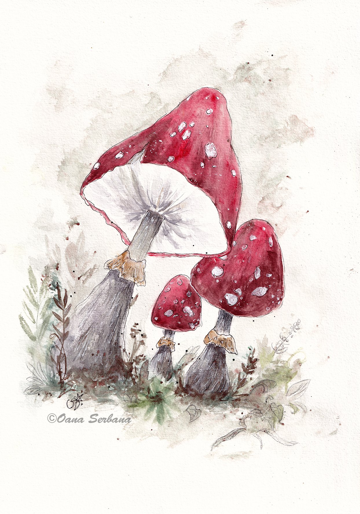 Amanita mushrooms lr.jpg