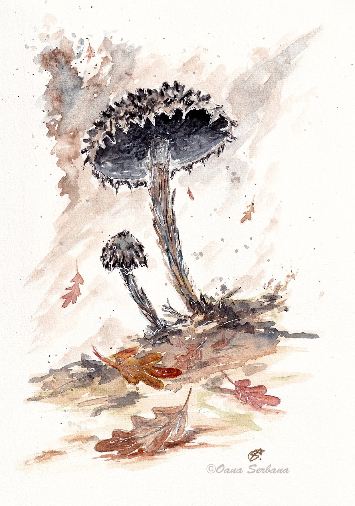 Autumn mushrooms 2 lr.jpg