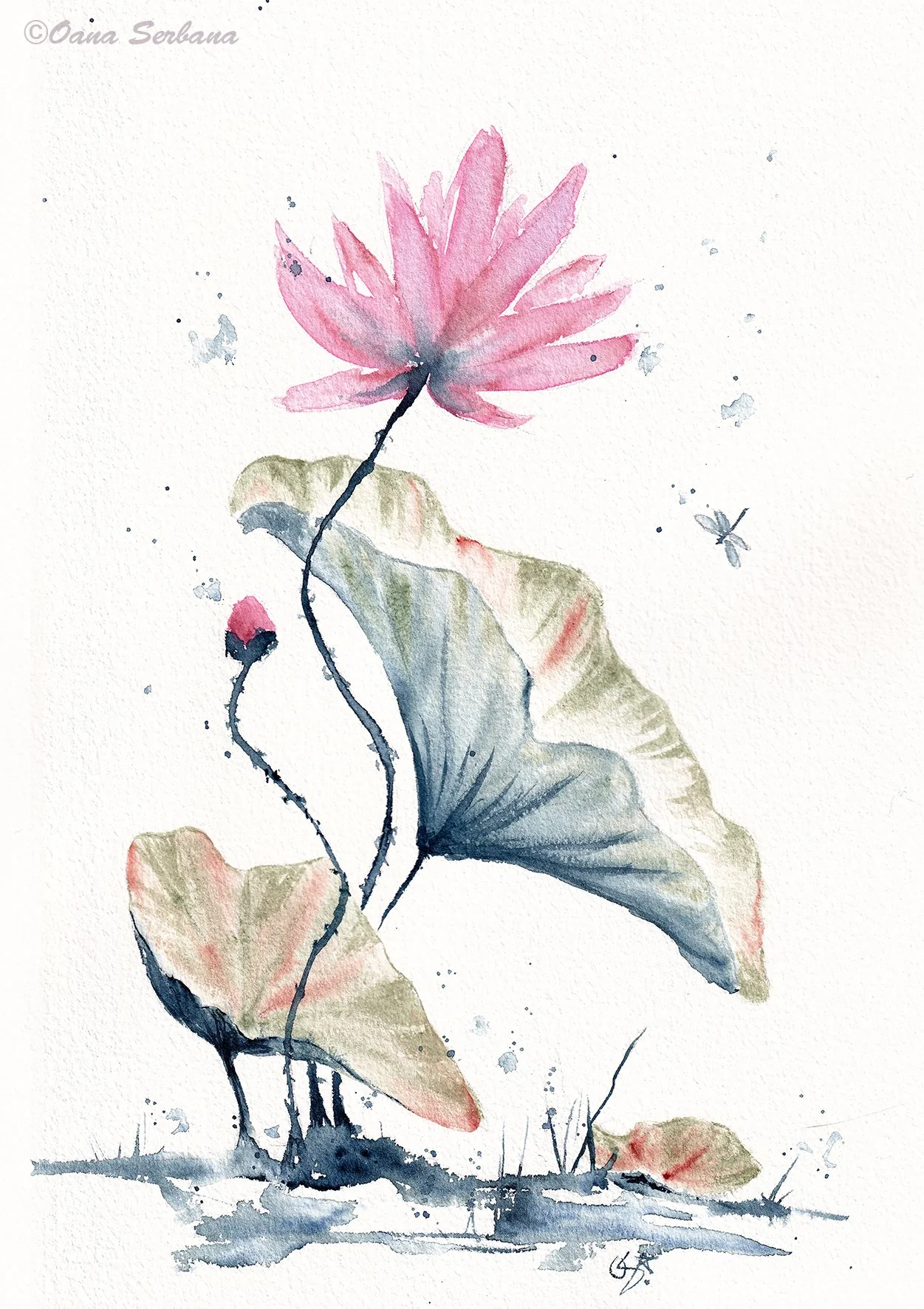 Pink lotus set 1 lr.jpg