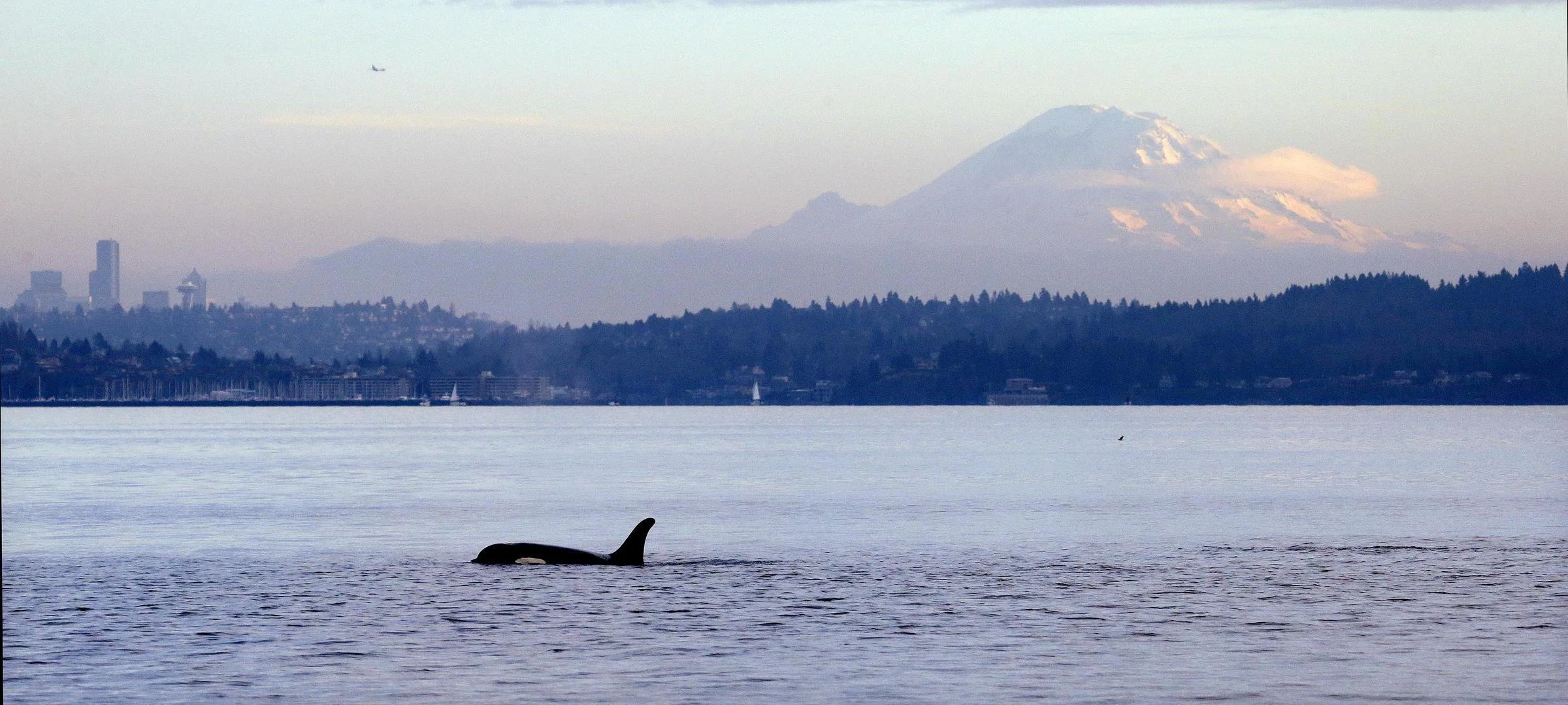 A whale's dorsal fin and part of its body is visible as it swims in a body of water with a city skyline, trees, and a snow-capped mountain, Mount Rainier, in the background.