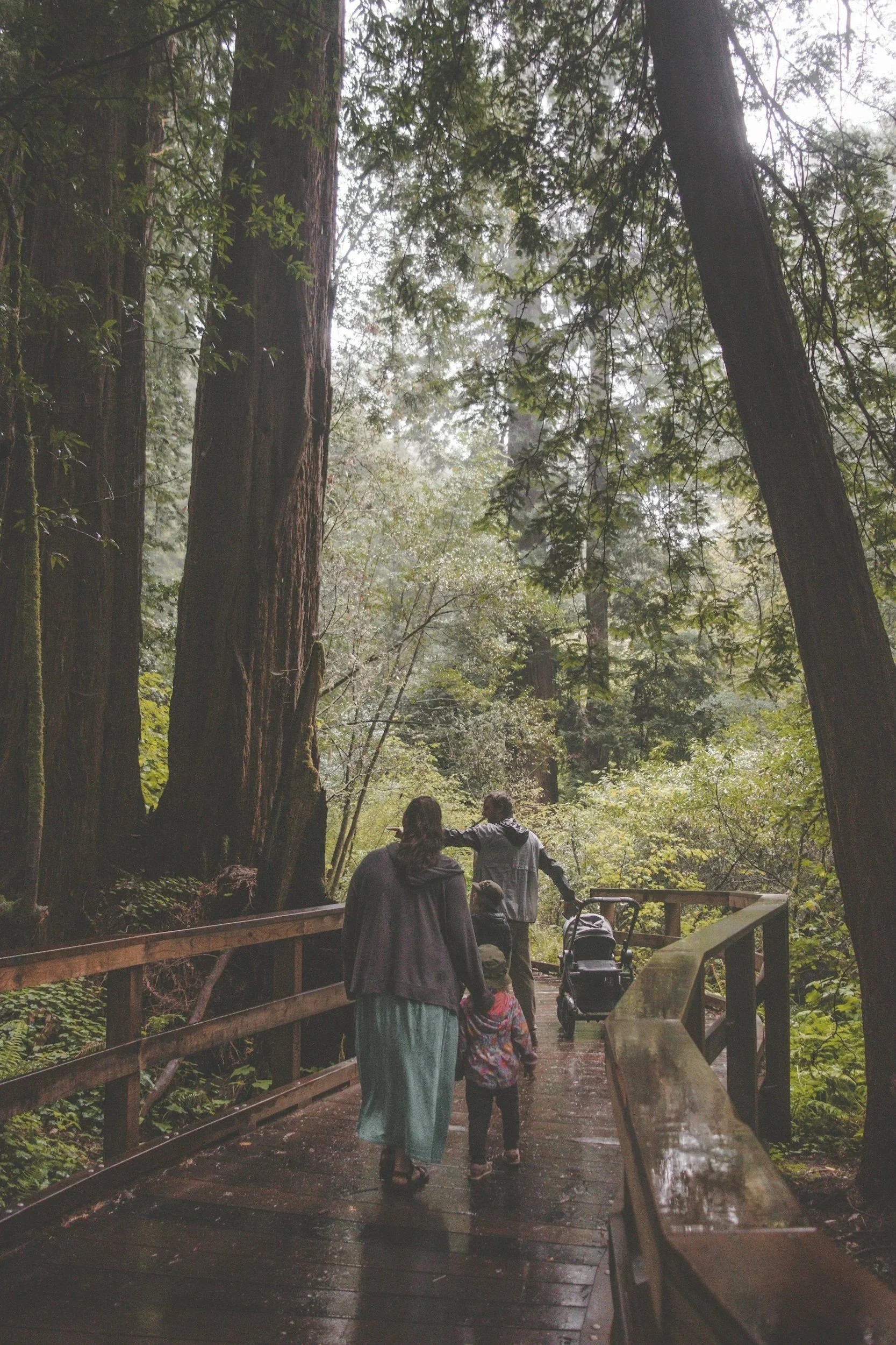 People walking on a wooden trail through a forest with tall trees and green foliage during a misty day.