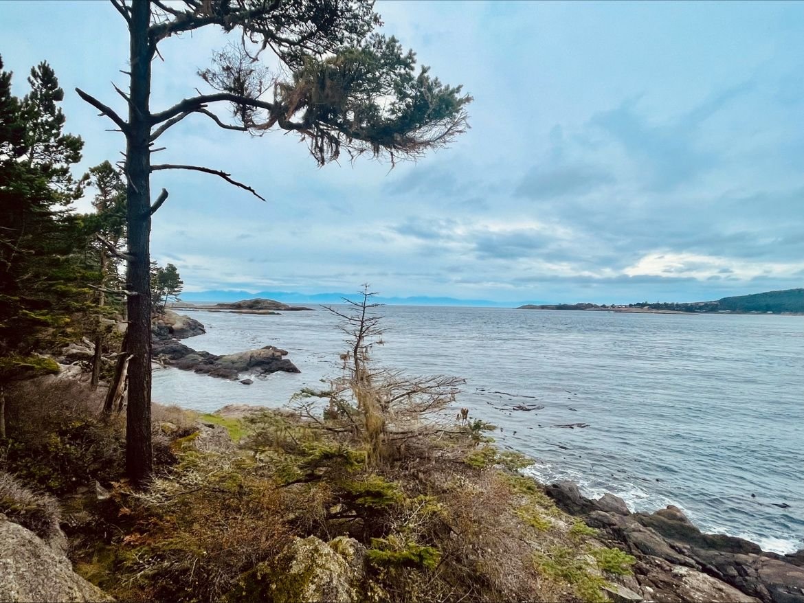 A coastal landscape with pine trees along a rocky shoreline, calm water, and a cloudy sky.