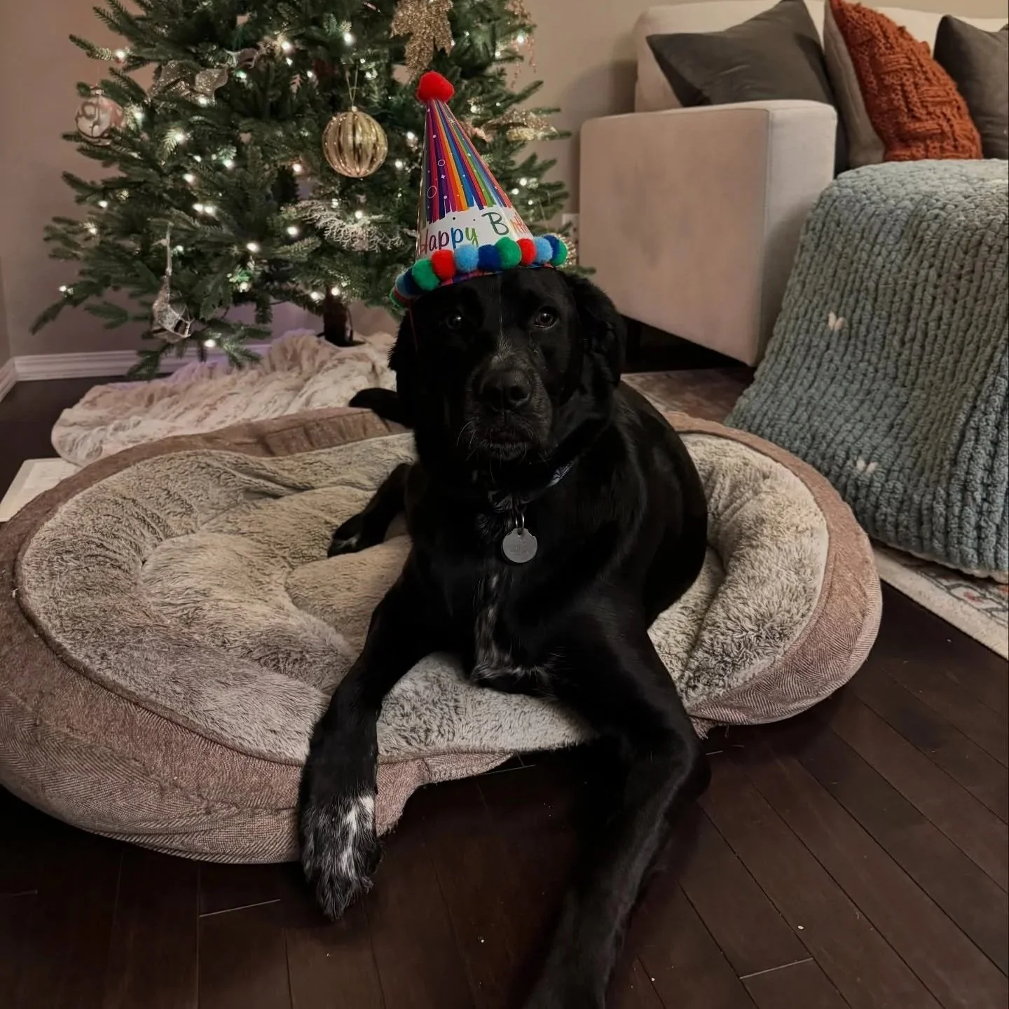 A black dog wearing a colorful birthday hat with the words "Happy B" in front of a decorated Christmas tree, sitting on a dog bed in a living room.