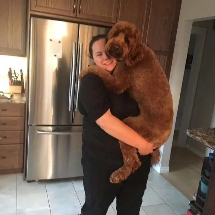 A person holding a large brown poodle dog in a kitchen.