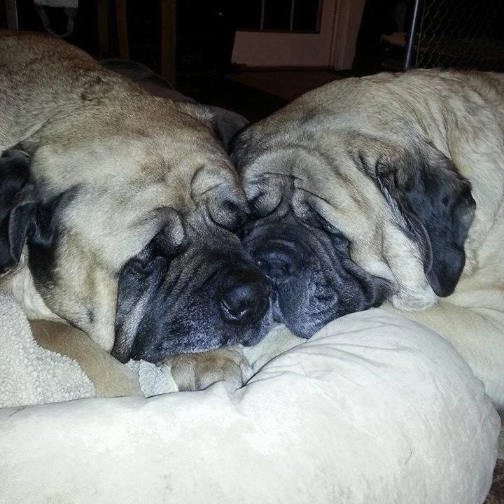 Two large dogs, likely Mastiffs, are resting their heads together on a beige pillow, appearing to sleep or cuddle.