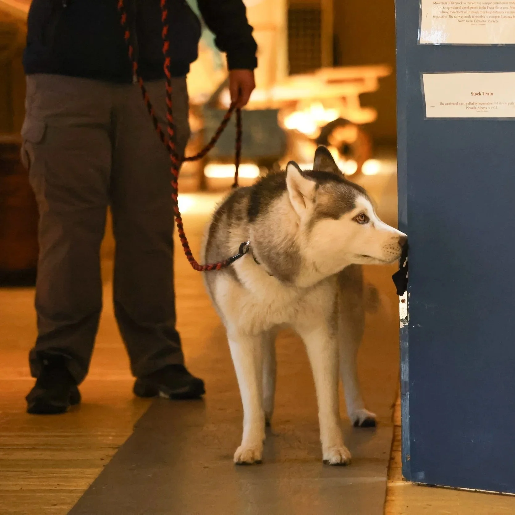 A person standing next to a Siberian Husky dog, both indoors, with the dog looking attentively at something to the right.