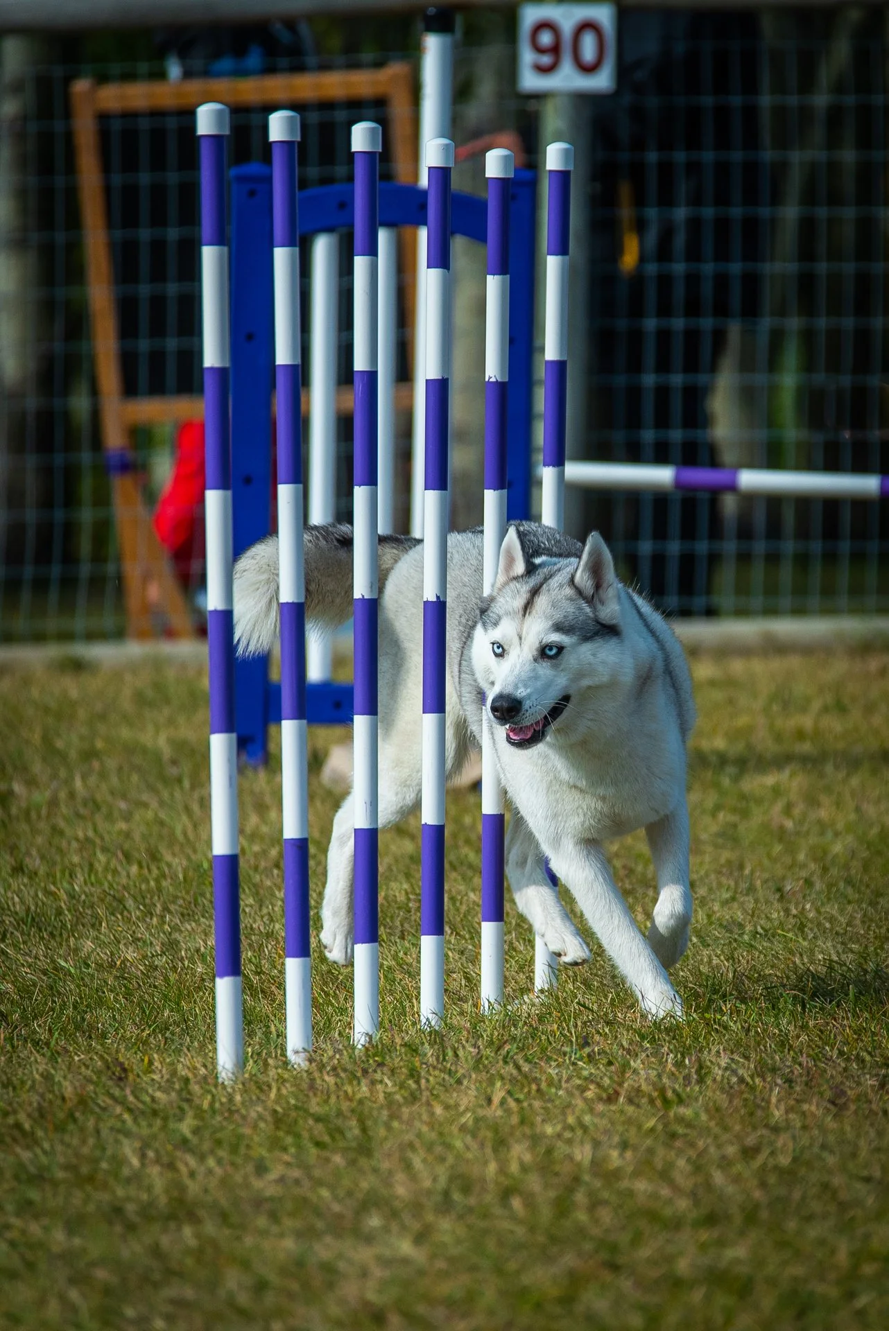 A Siberian Husky running through a dog agility course tunnel on grass during daytime.