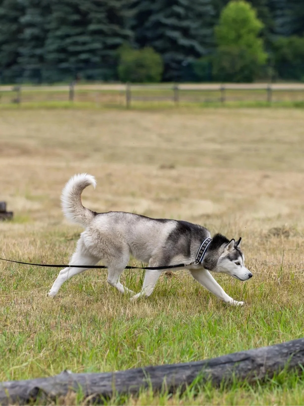 A Siberian Husky dog walking on grass in an open field, with a wooden log in the foreground and trees in the background.