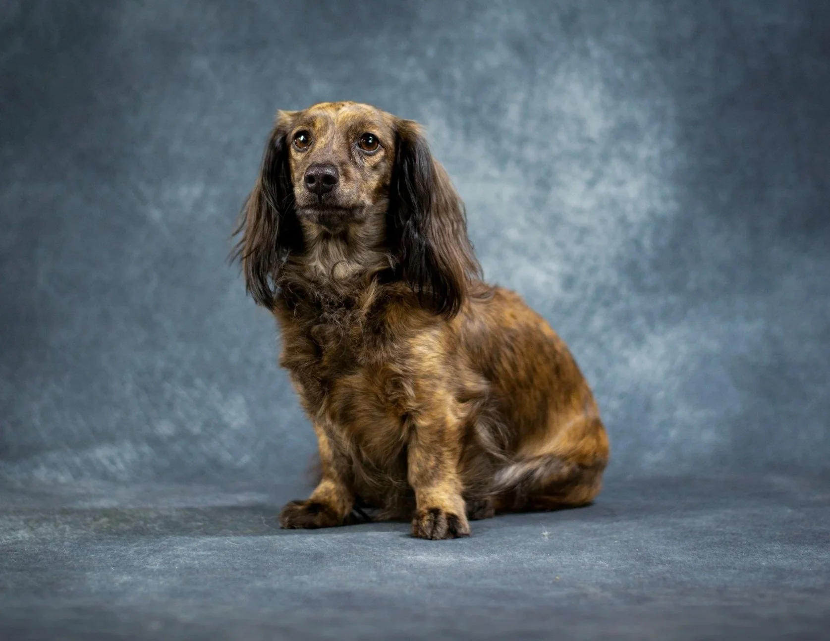 A long-haired dachshund sitting on a gray surface with a textured blue background.