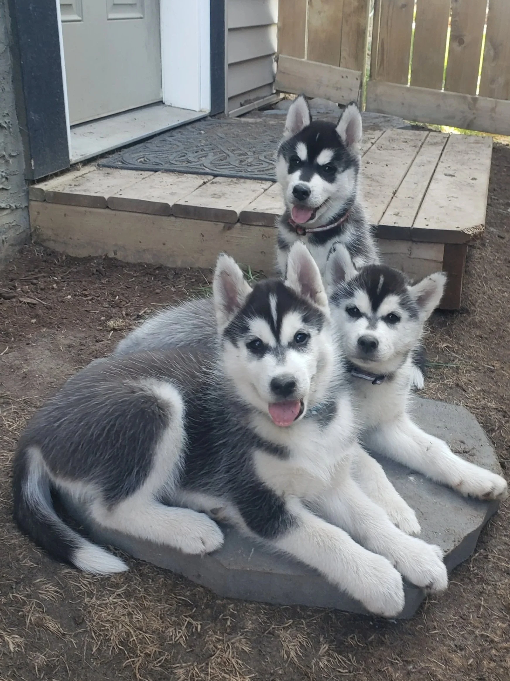 Three adorable Siberian Husky puppies sitting and lying on a stone slab outdoors next to a house with a wooden deck and a gate.