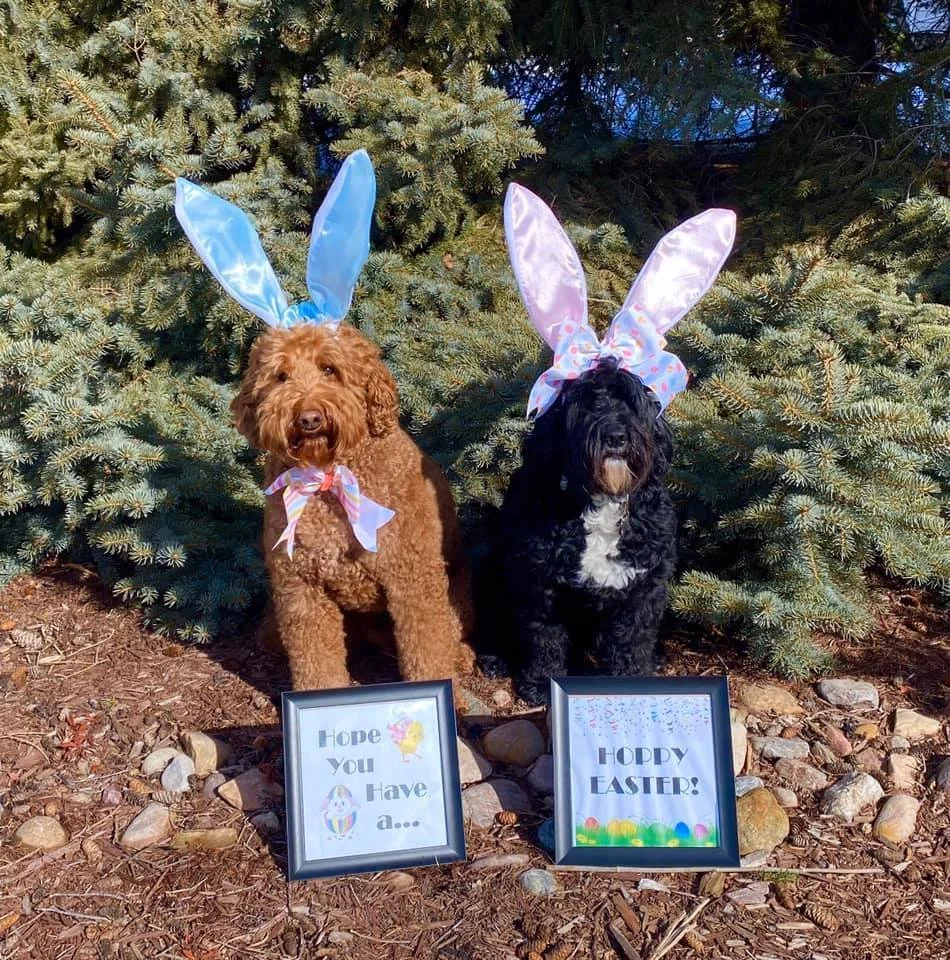 Two dogs sitting outdoors in front of green pine trees. Both dogs are wearing bunny ears headbands and decorative bows around their necks. The dog on the left is brown, and the dog on the right is black with white markings. In front of each dog are framed signs; the left sign reads 'Hope you have a...' with Easter-themed images, and the right sign says 'Hoppy Easter!'