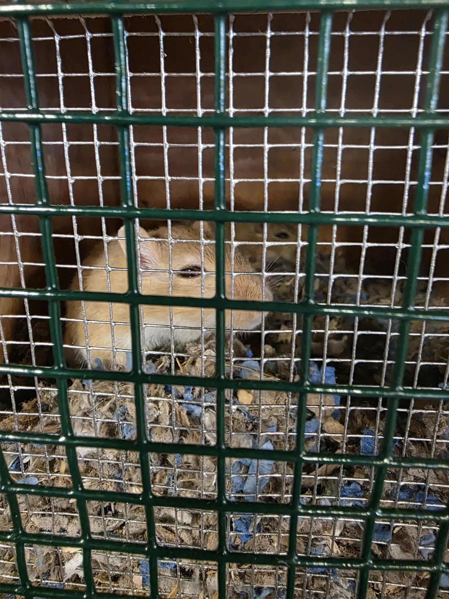 Two lion cubs inside a wire enclosure, with one cub partially visible and the other more clearly shown, on a bed of bedding material.