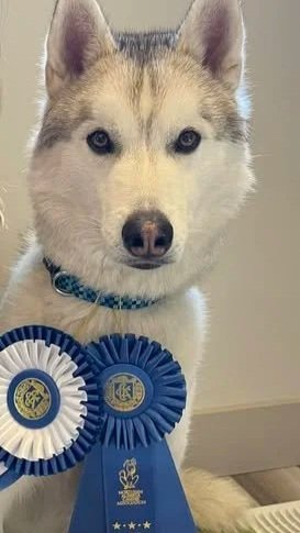 A Siberian Husky dog with blue eyes, wearing a blue collar, and holding two blue and white award ribbons in its mouth. The dog appears to have won a competition or received an award.
