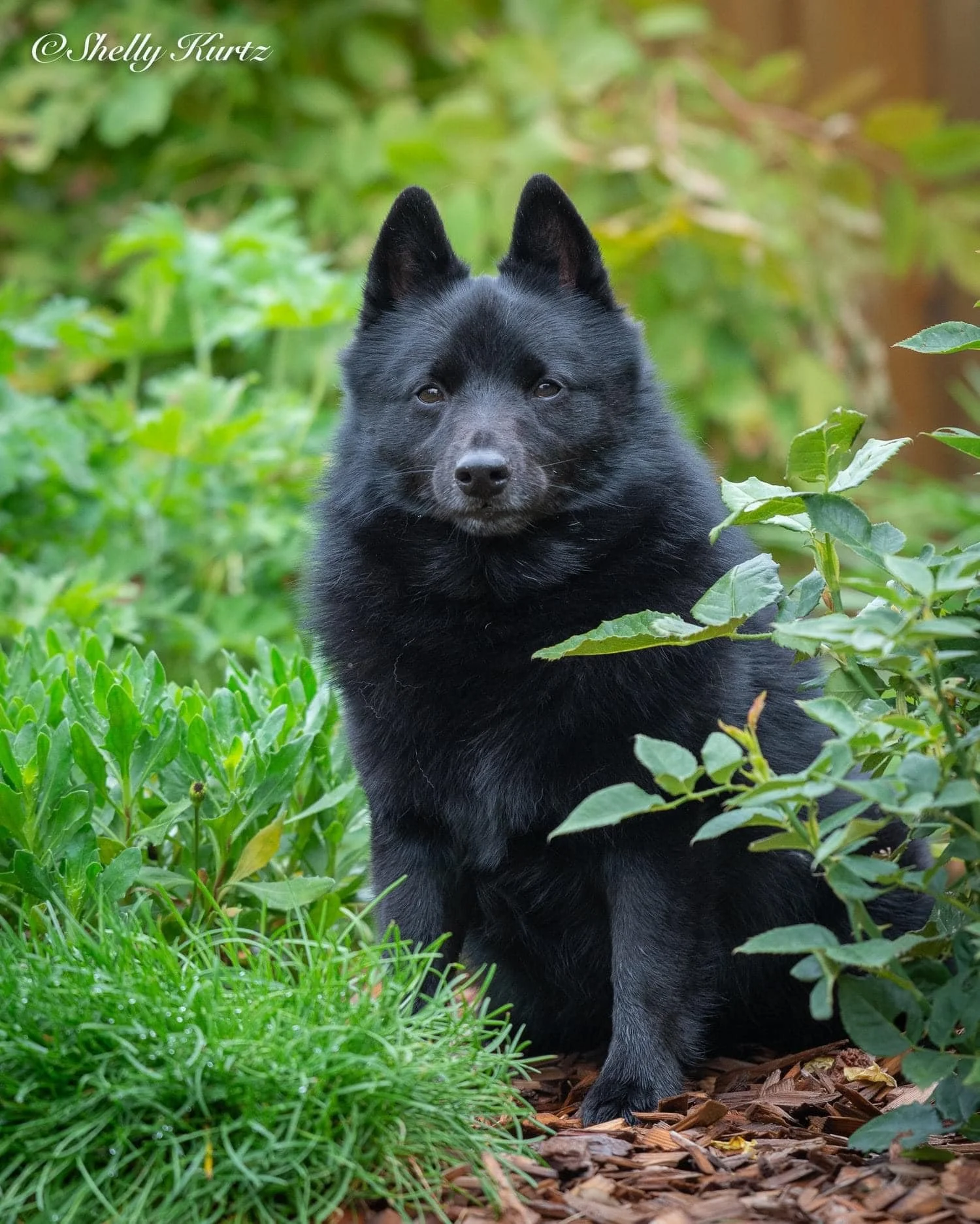 A black dog, possibly a Finnish Spitz or Schipperke, sitting outdoors among green plants and bushes.
