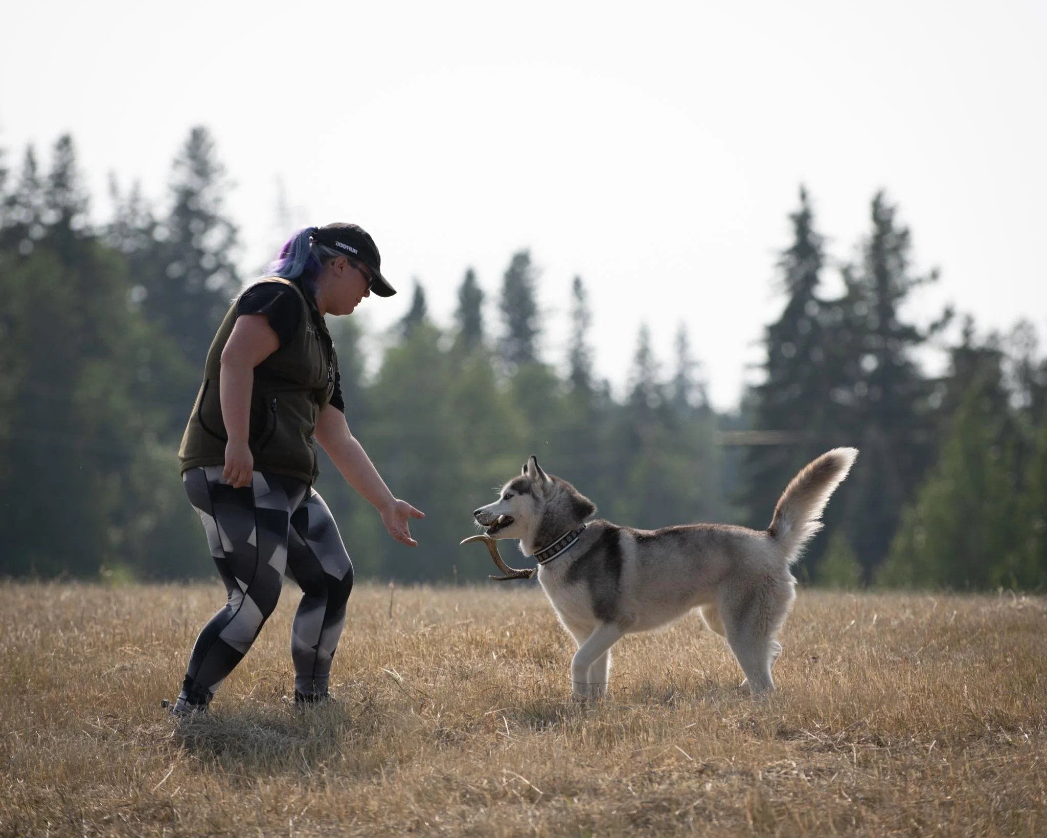 Woman in athletic clothing playing fetch with a husky dog in an open field, with trees in the background