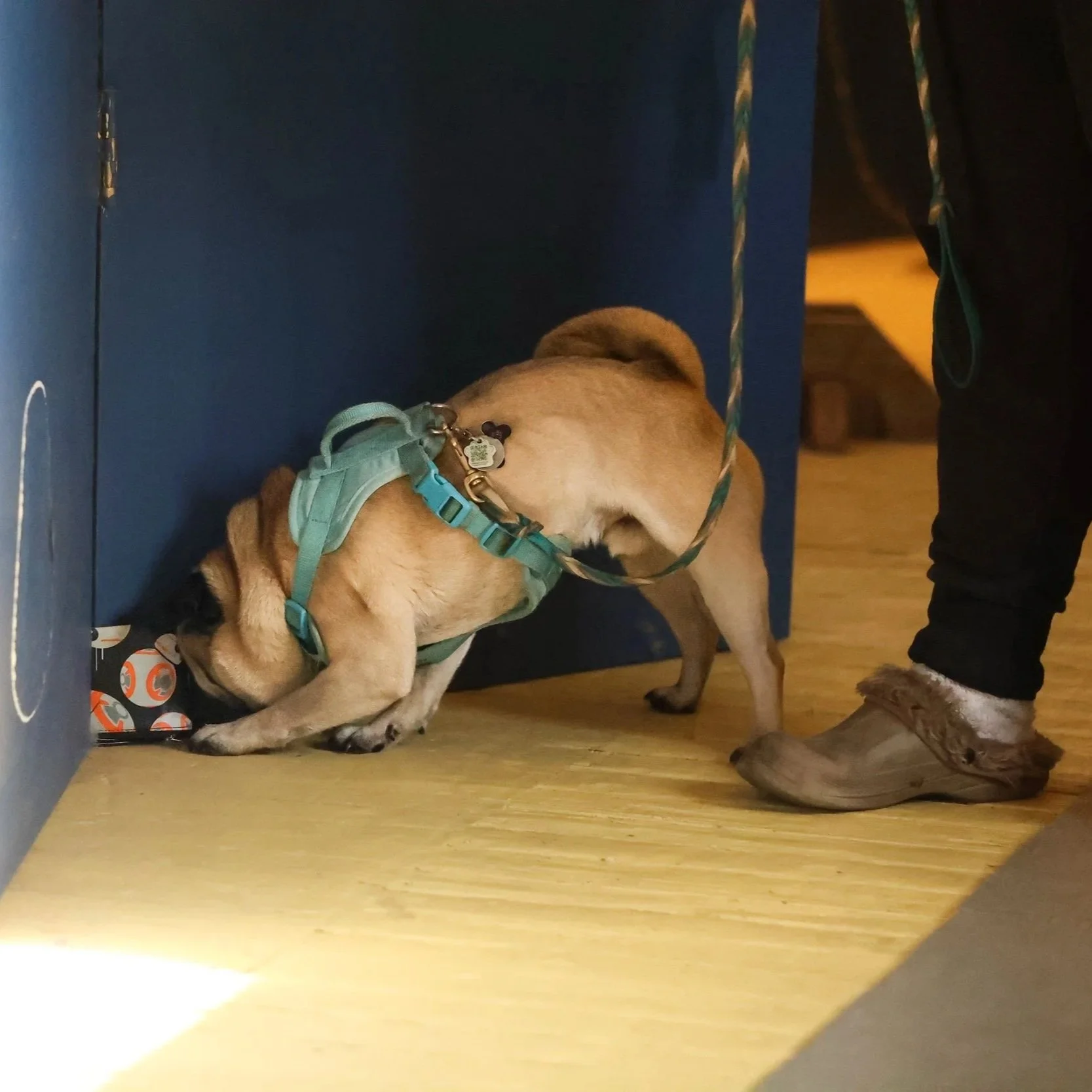 Small dog in a harness is sniffing a gift box under a table with a person's foot nearby.