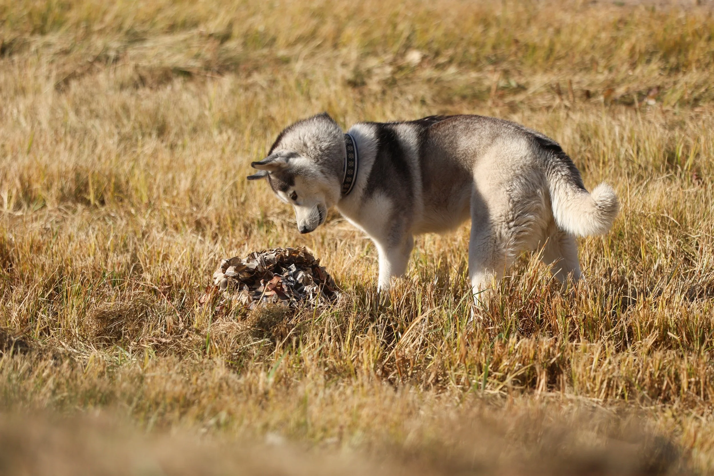 Husky dog standing in a grassy field, looking at a pile of dried leaves.