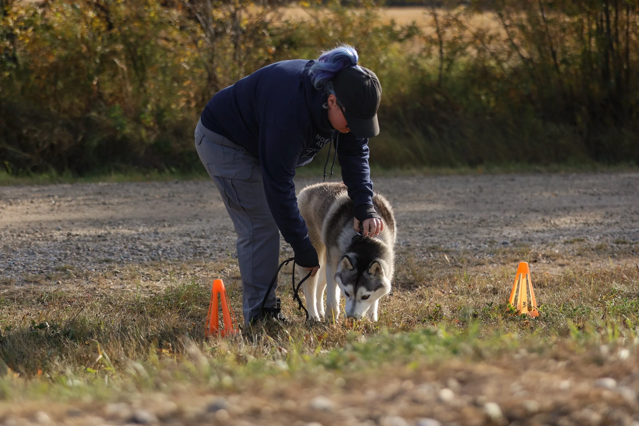 A person training a Siberian Husky in an outdoor area with orange cones, surrounded by trees with fall foliage.