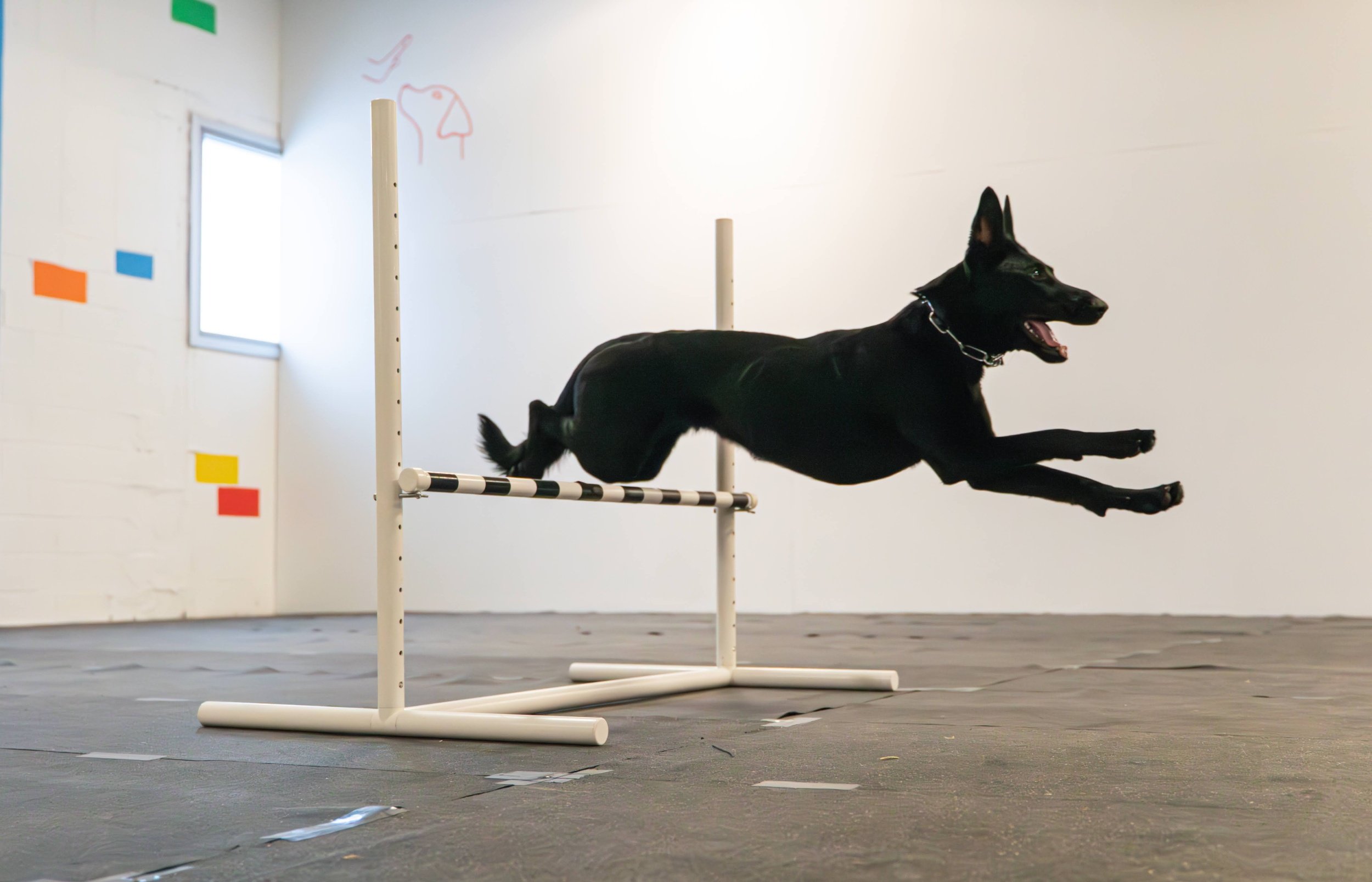 A black dog is jumping over a white and black hurdle in an indoor space, likely during agility training or competition.