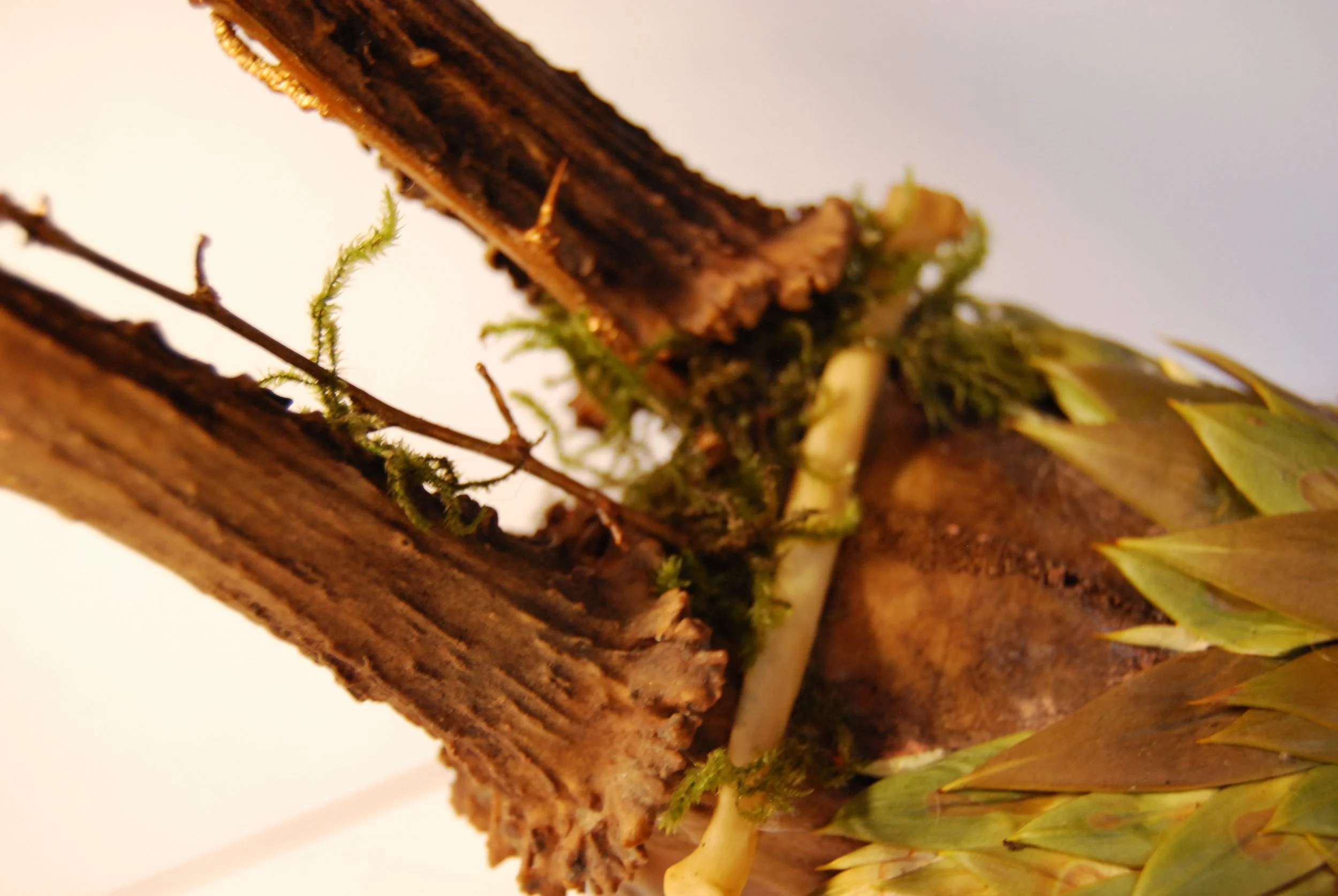 Close-up of a wooden structure with moss and dried plant leaves.