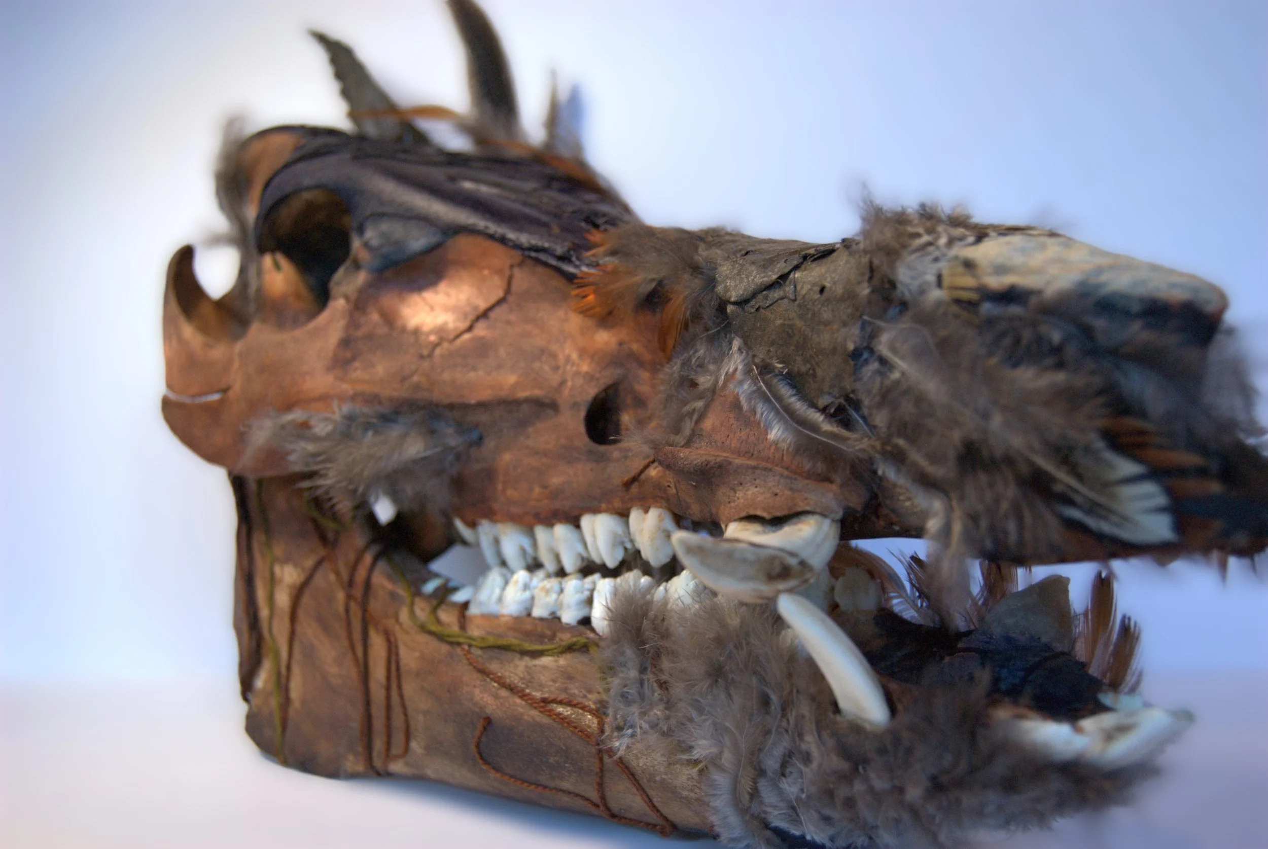 A preserved animal skull with feathers and leather, possibly a tribal or ceremonial artifact.