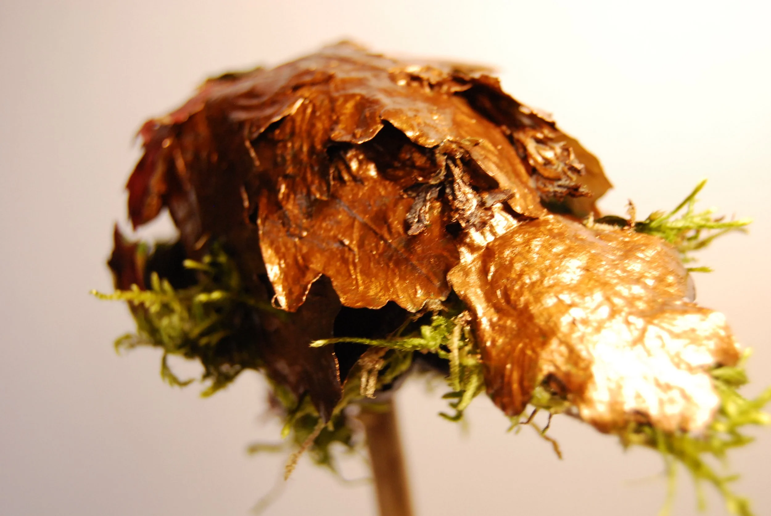 Close-up of a small mushroom with a brown, textured cap and green moss around the stem.