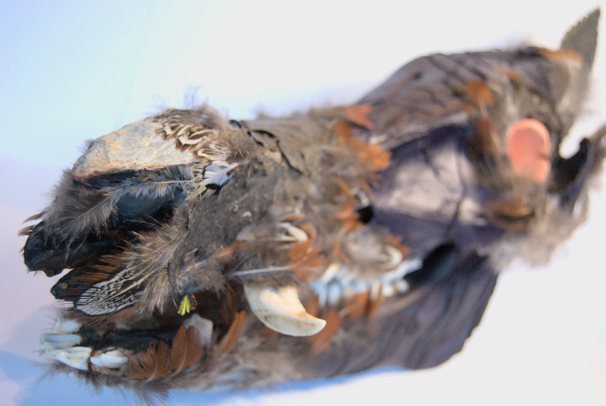 Close-up of a bird carcass with wounds and feathers, laying on a white surface.