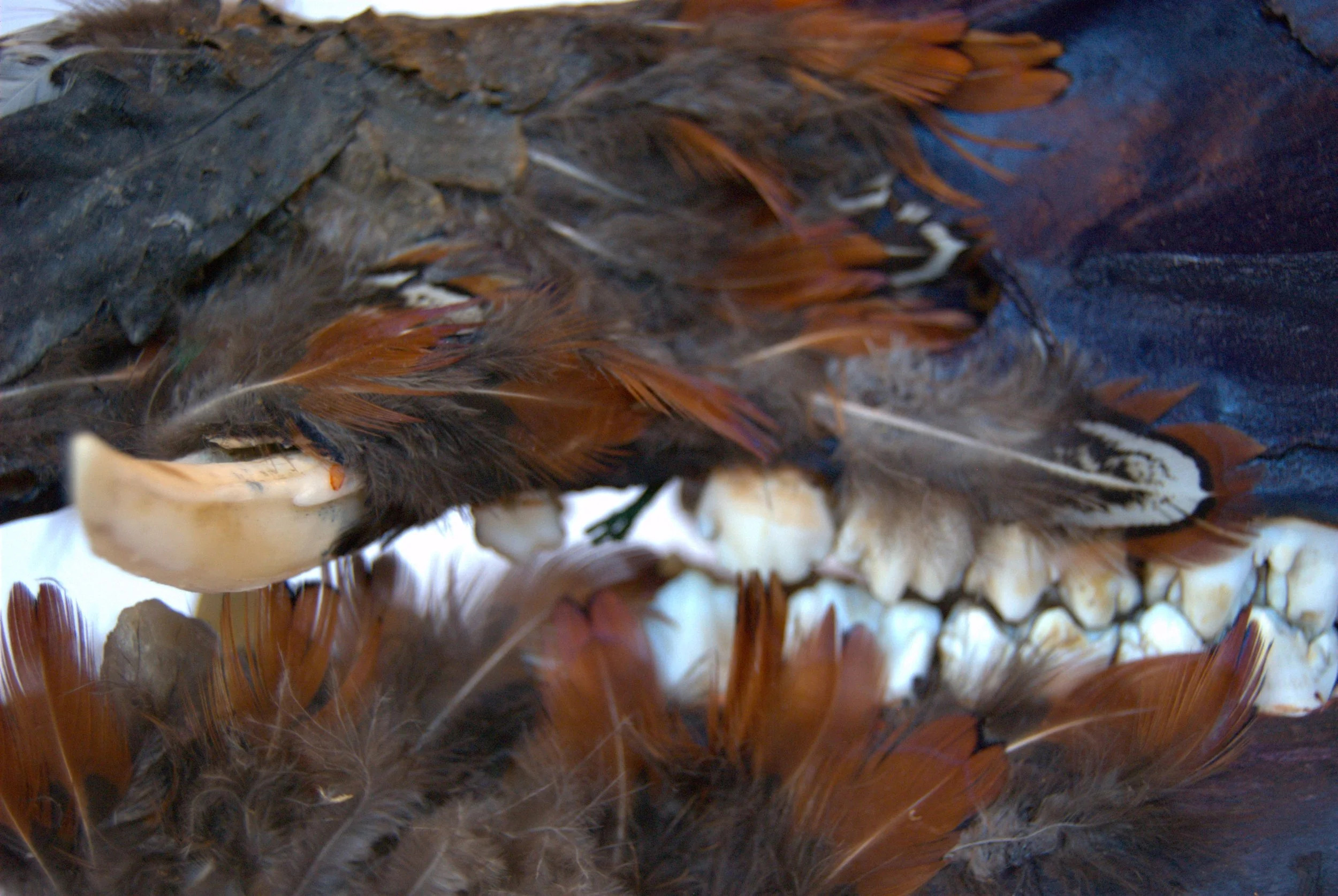 Close-up of a wildboar skull, covered with feathers.