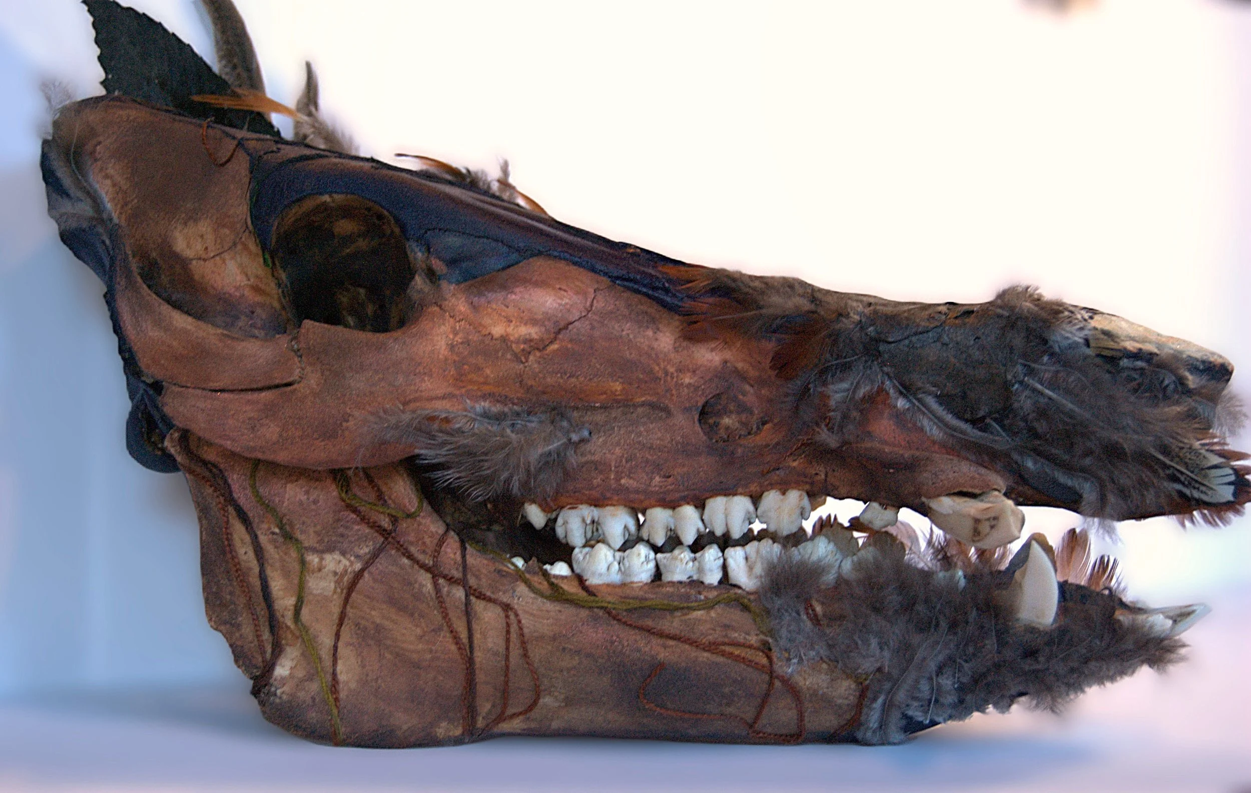 Mounted animal skull with black fur, feathers, and teeth, displayed against a plain background.
