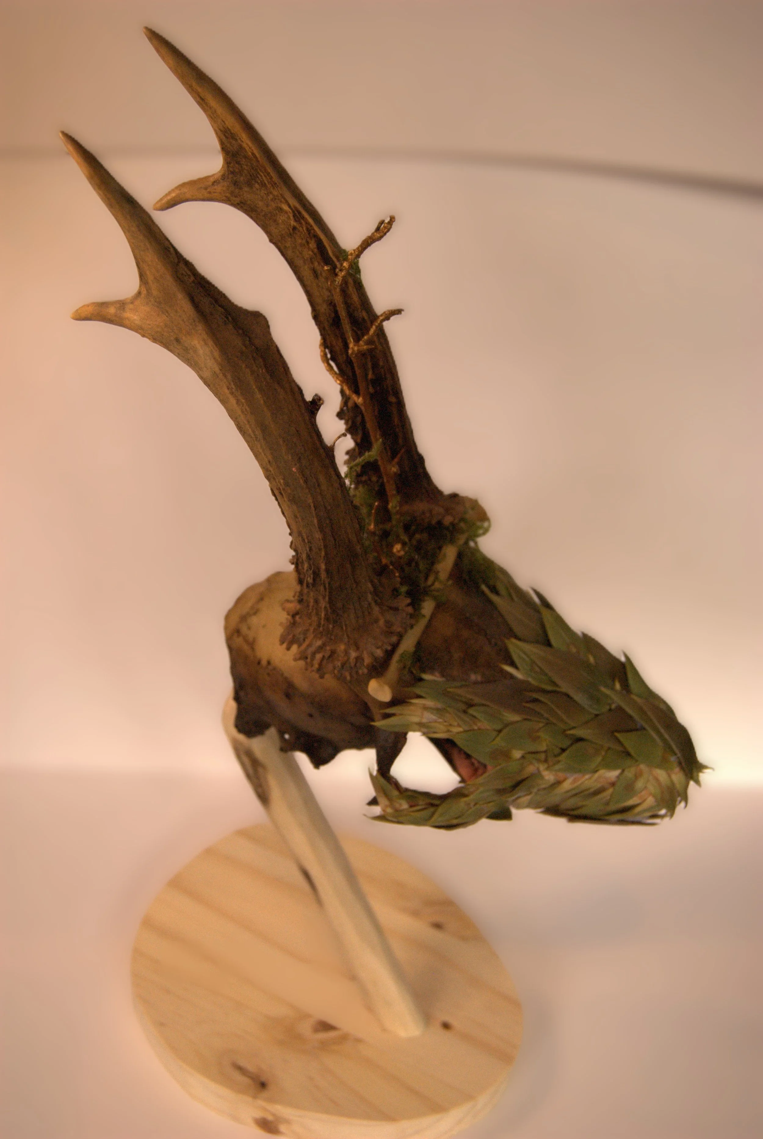 Mounted deer antlers with woven leaf decoration on a wooden base.