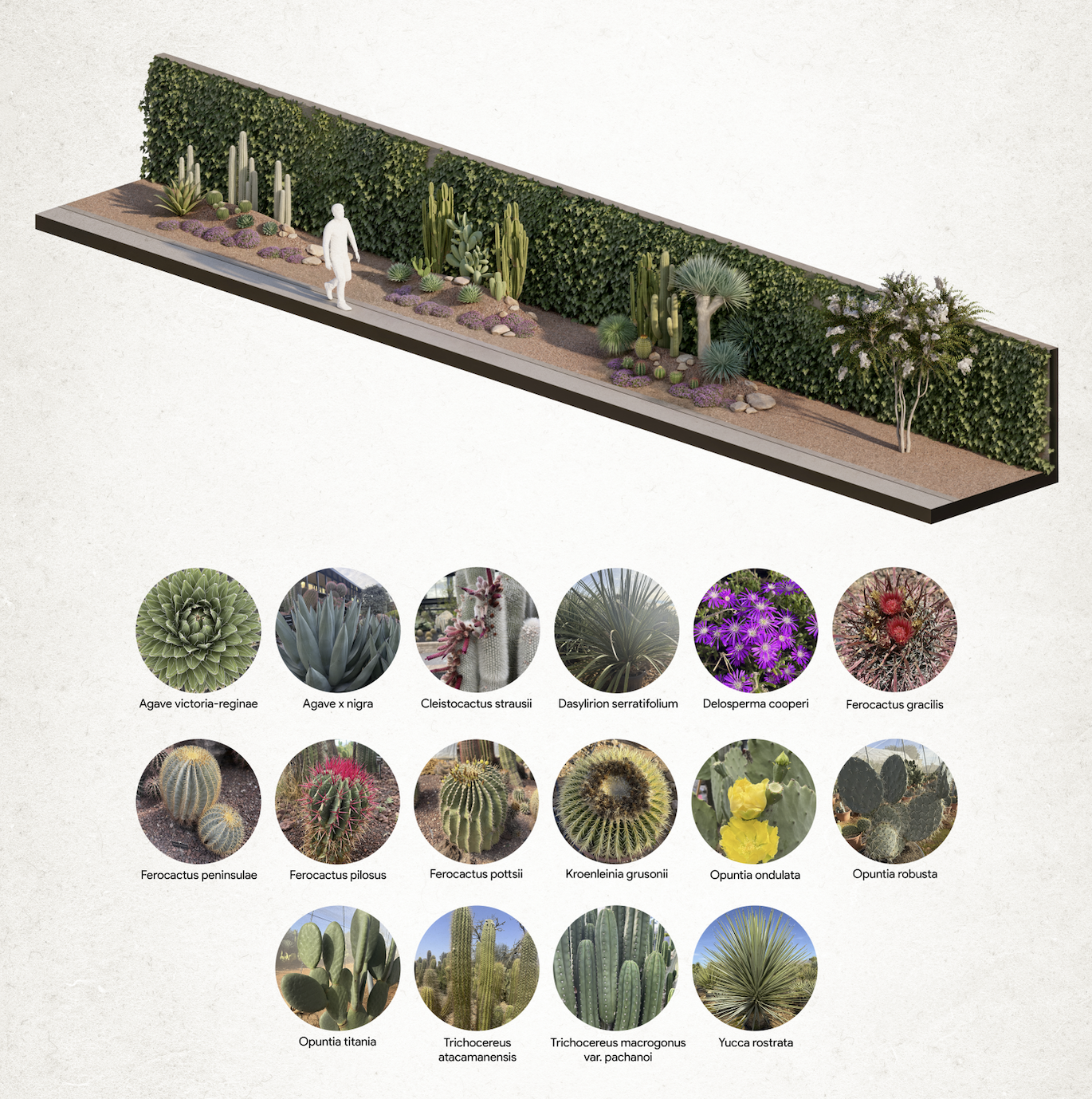 Cómo diseñar tu jardín xerofítico: Belleza y bajo mantenimiento