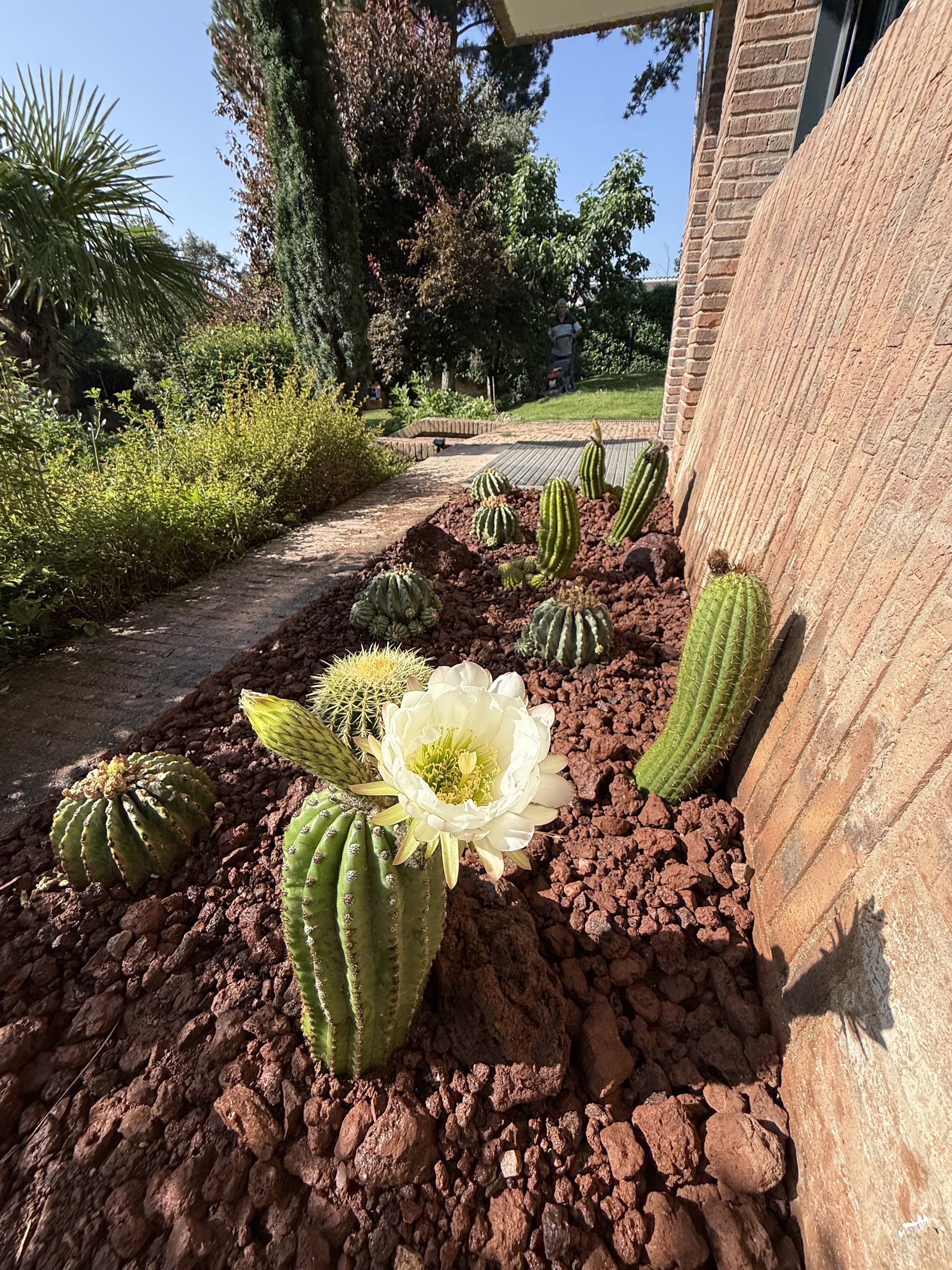El jardín seco florece en Madrid: Cactus, sol y paisajismo sostenible