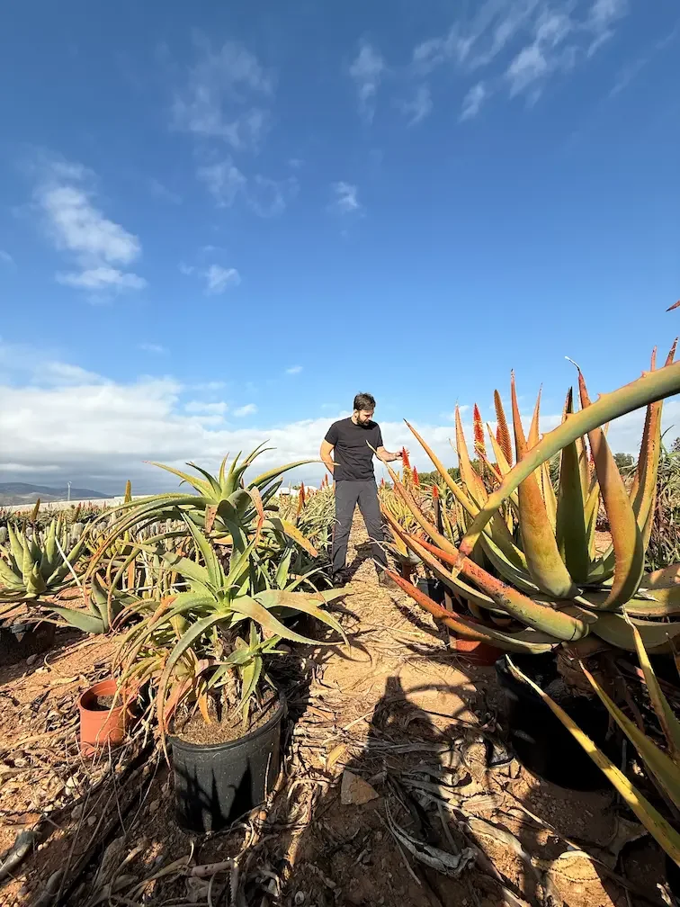 ASESORAMIENTO Y SELECCIÓN DE PLANTAS