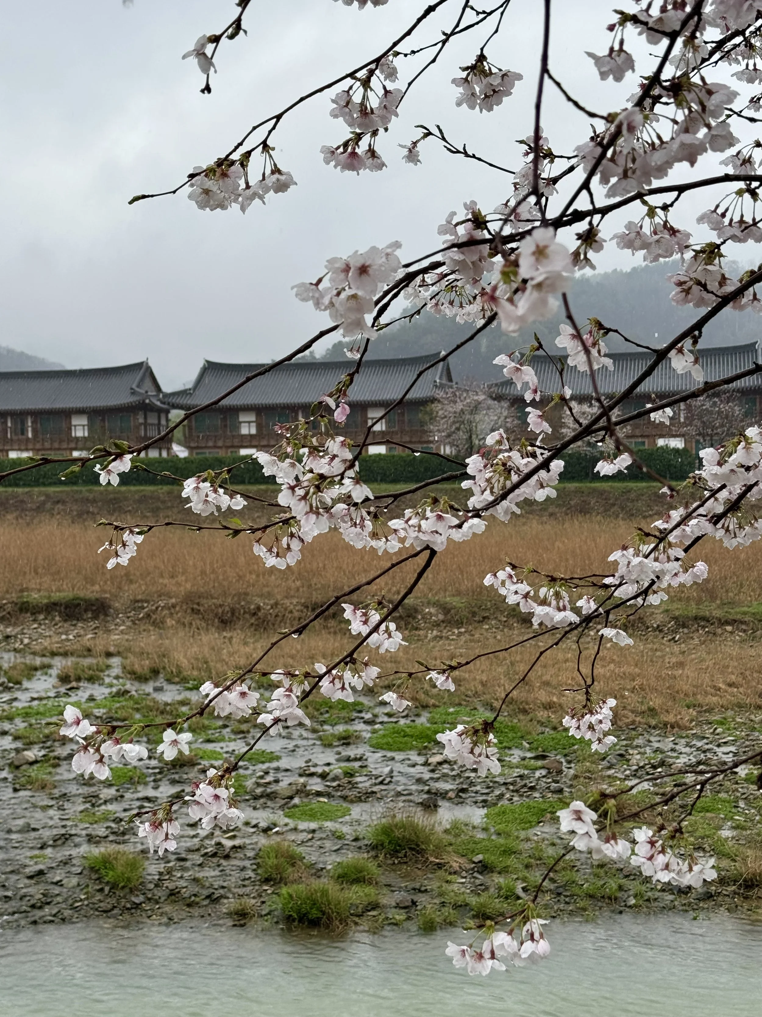 Jeonju Cherry Blossom
