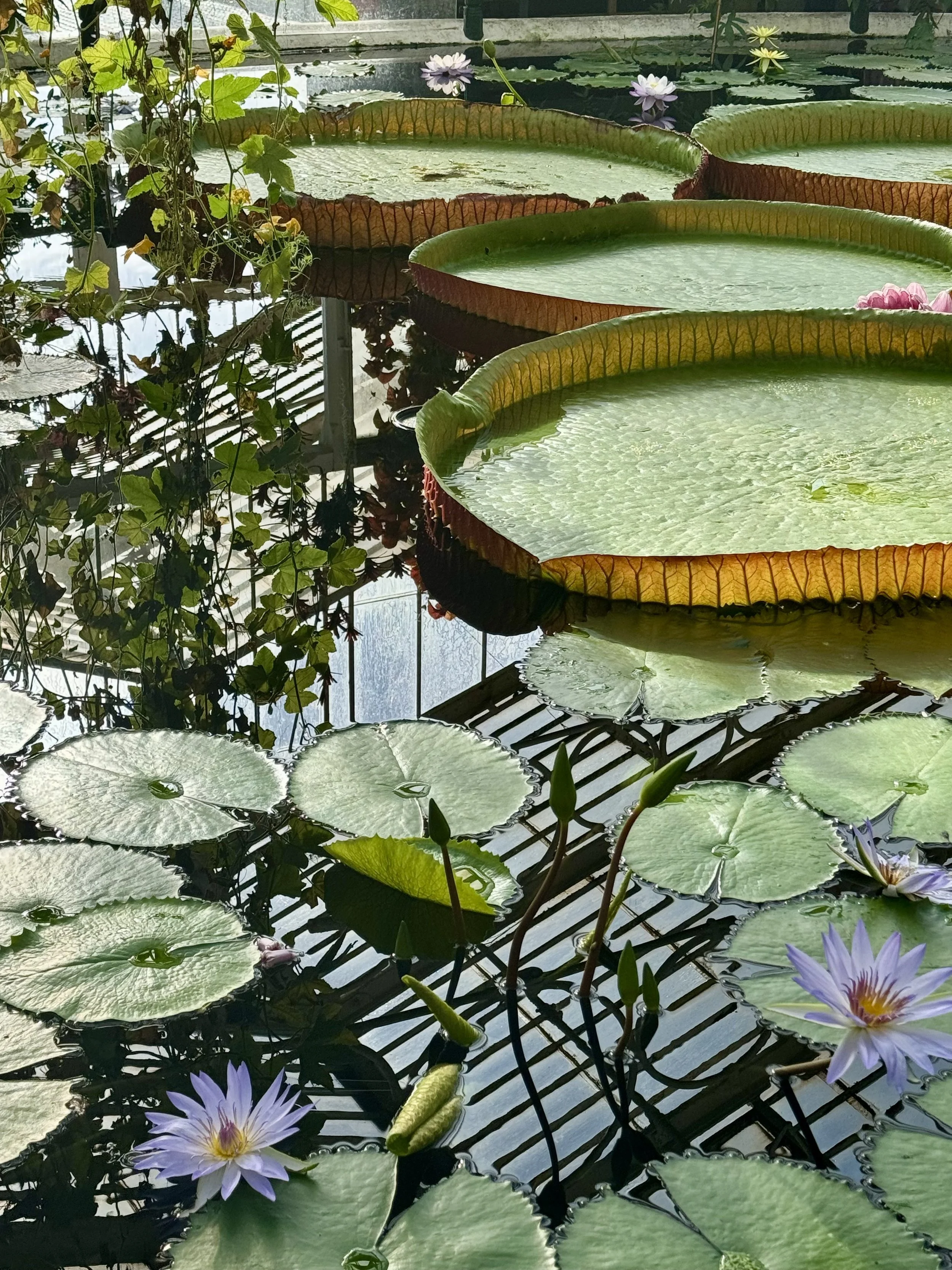 Water Lilies